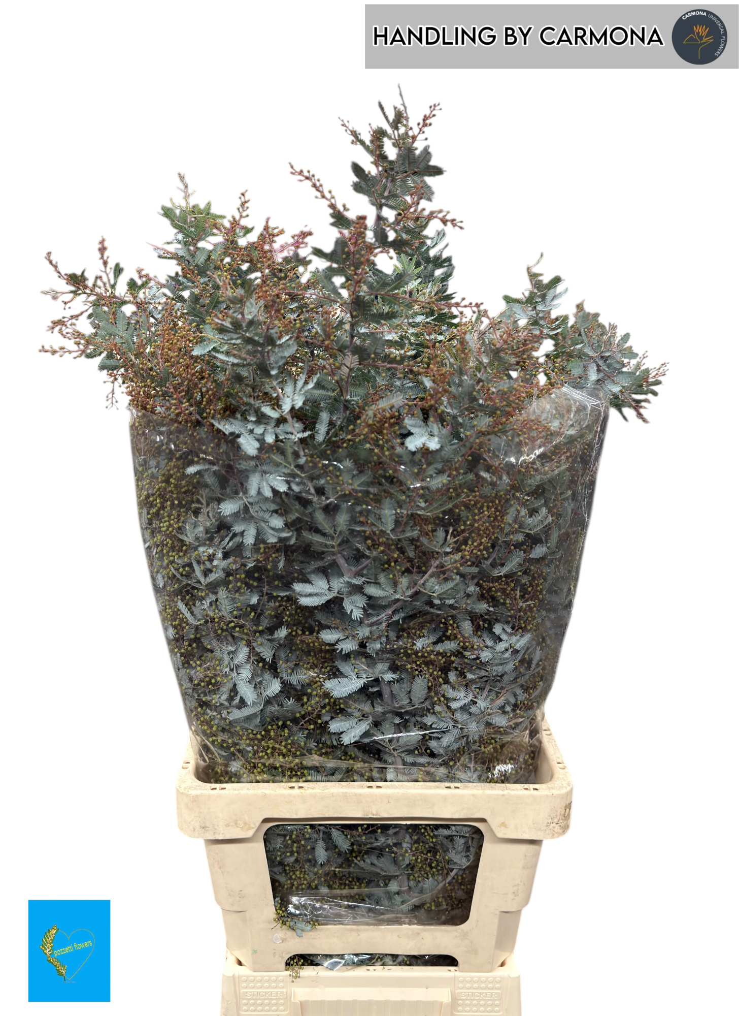 Мимоза Балеана за пучок 65, пуч.