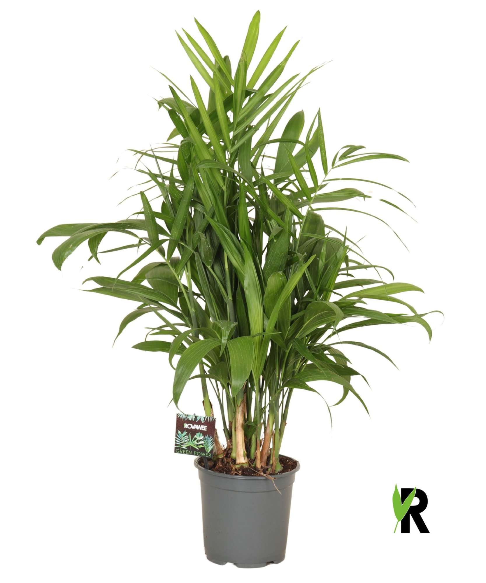 Chamaedorea Seifrizii, D 19 cm