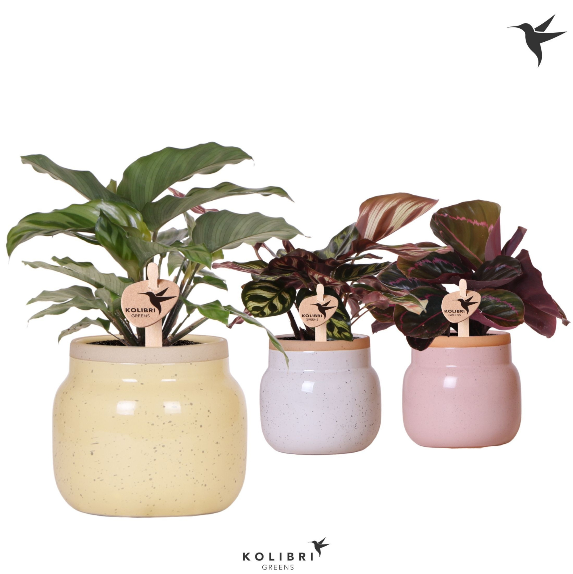 Kolibri Greens Calathea mix in Vintage Bowl pot mix, D 9 cm