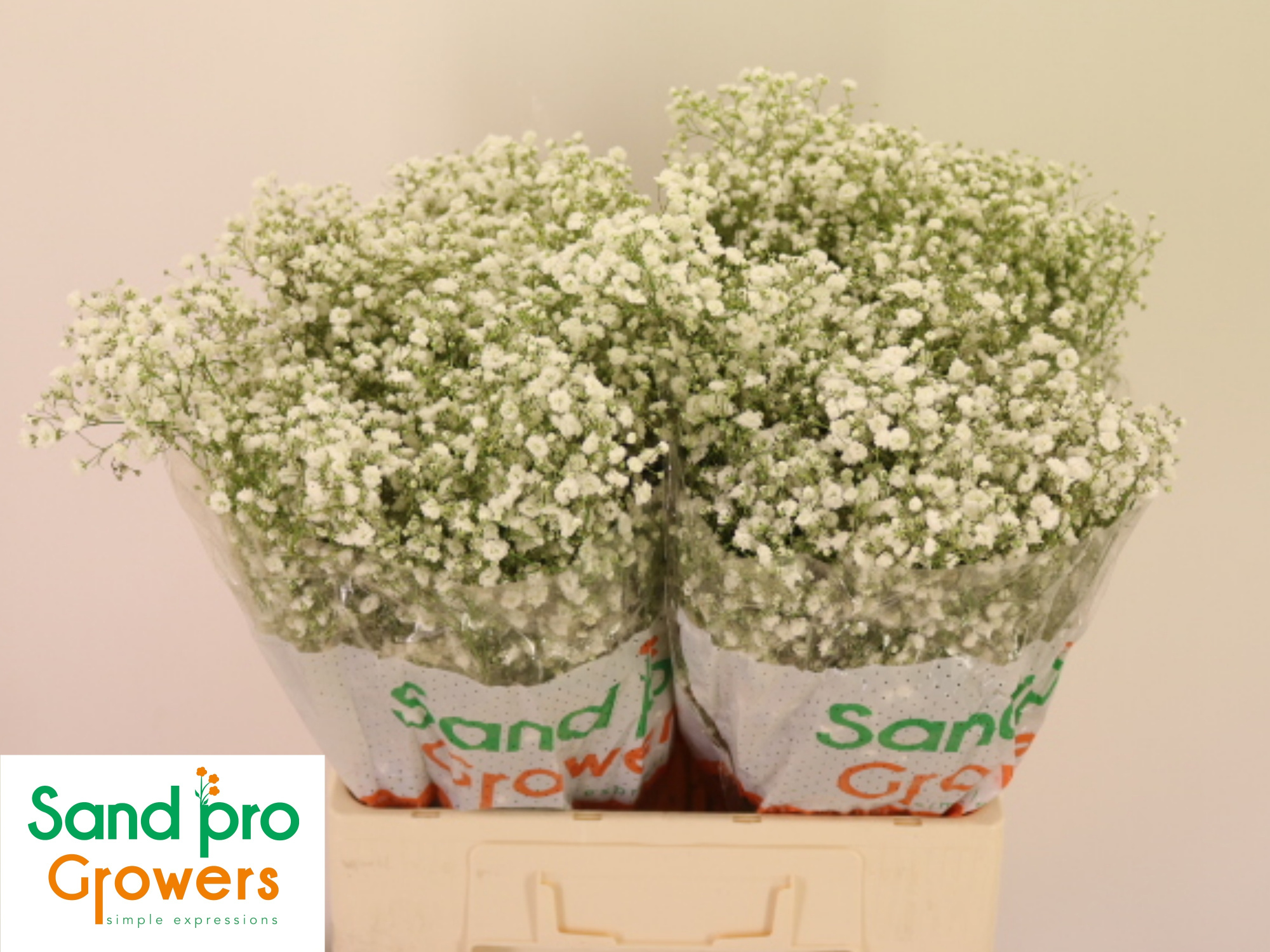 Гипсофила Экселенс 60, шт.