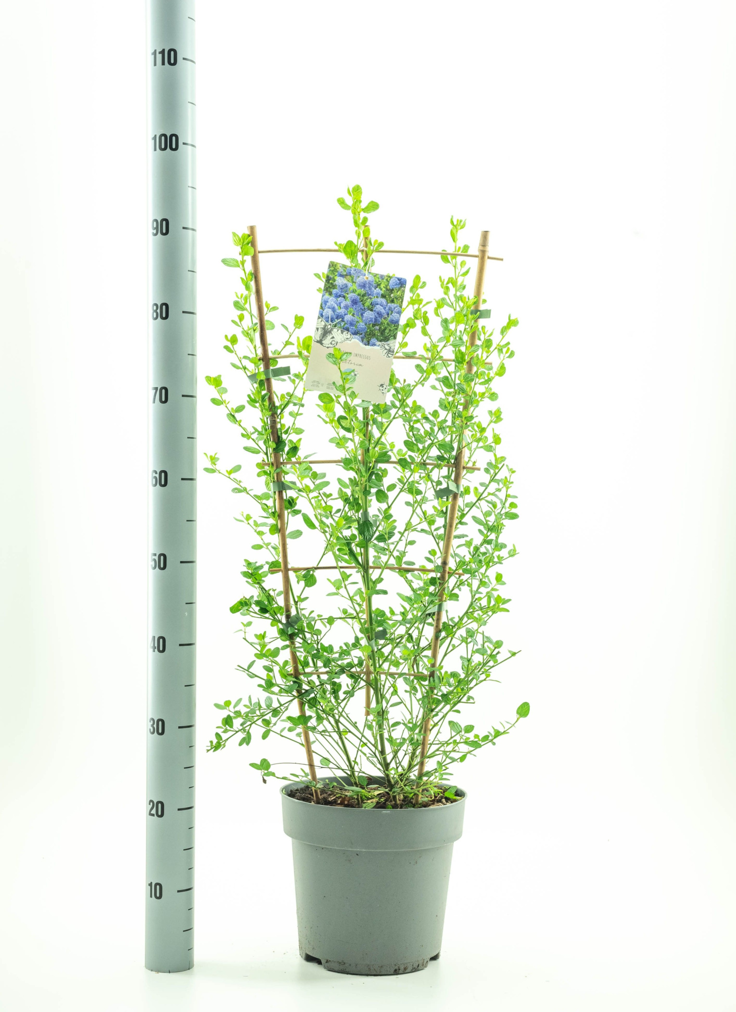 Ceanothus 'Concha', D 26 cm