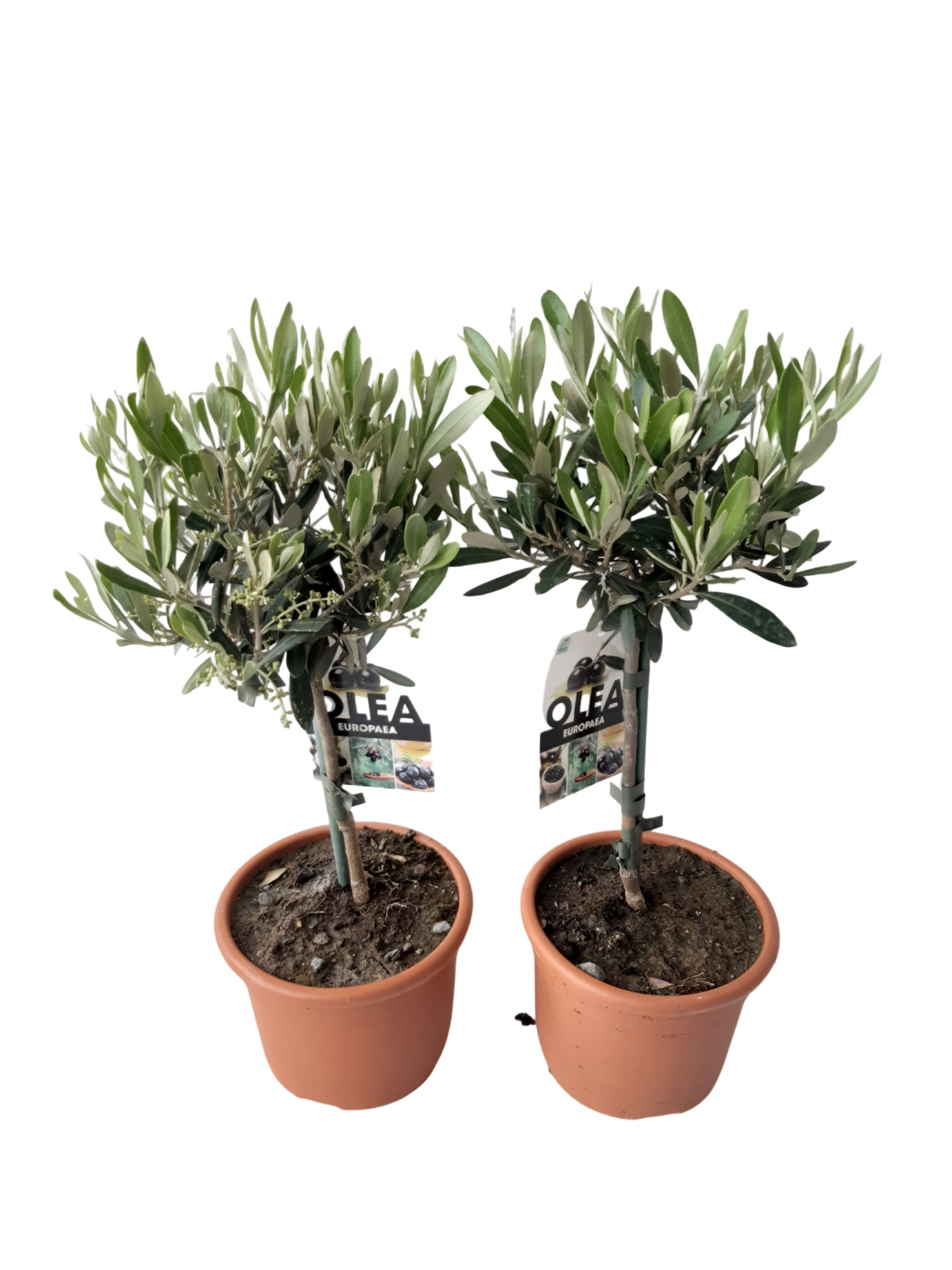 Olea europaea 16cm Stam 45m, D 16 cm