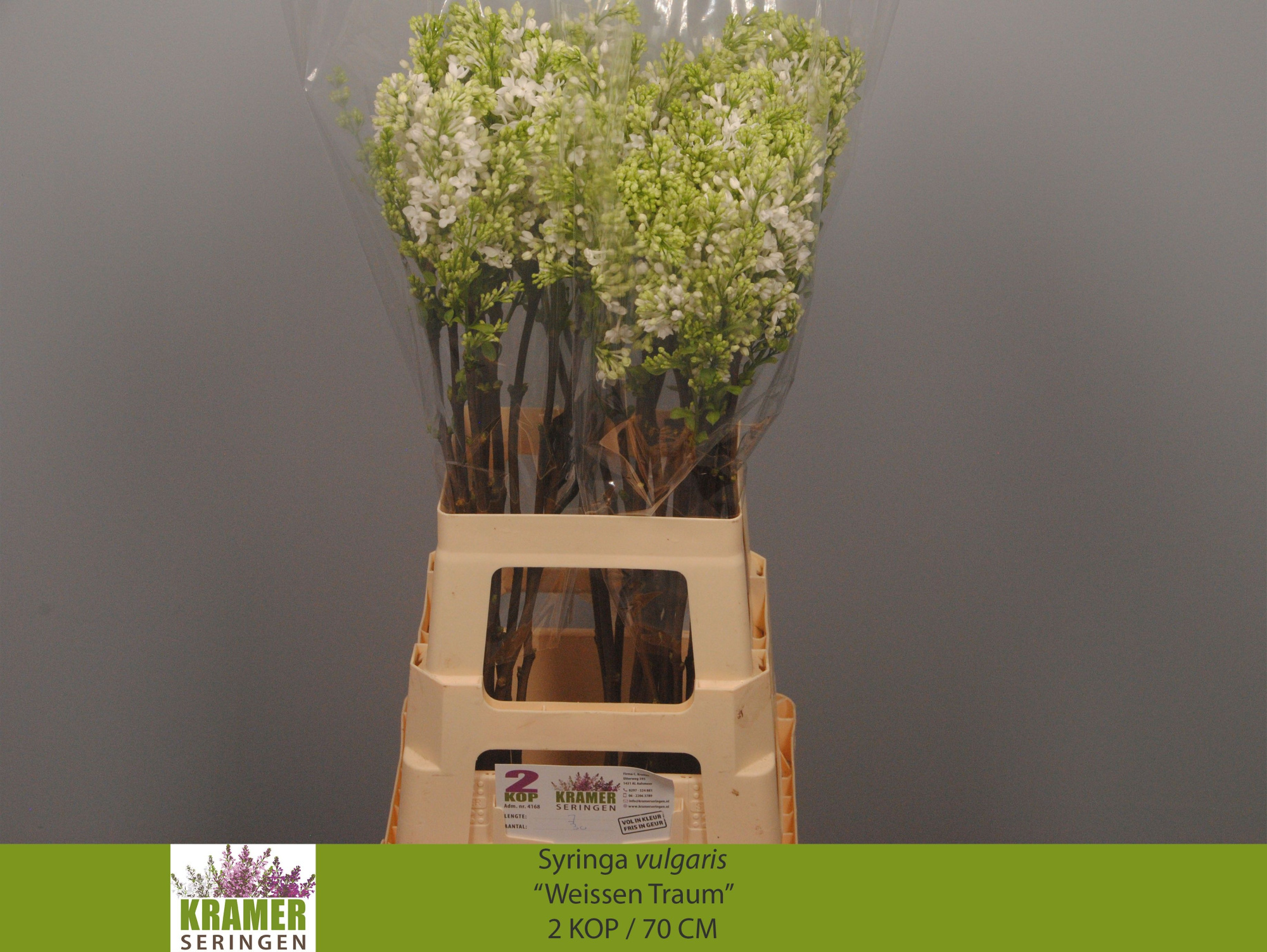 Сирень Энглер Вайс 70 (бел.), шт.