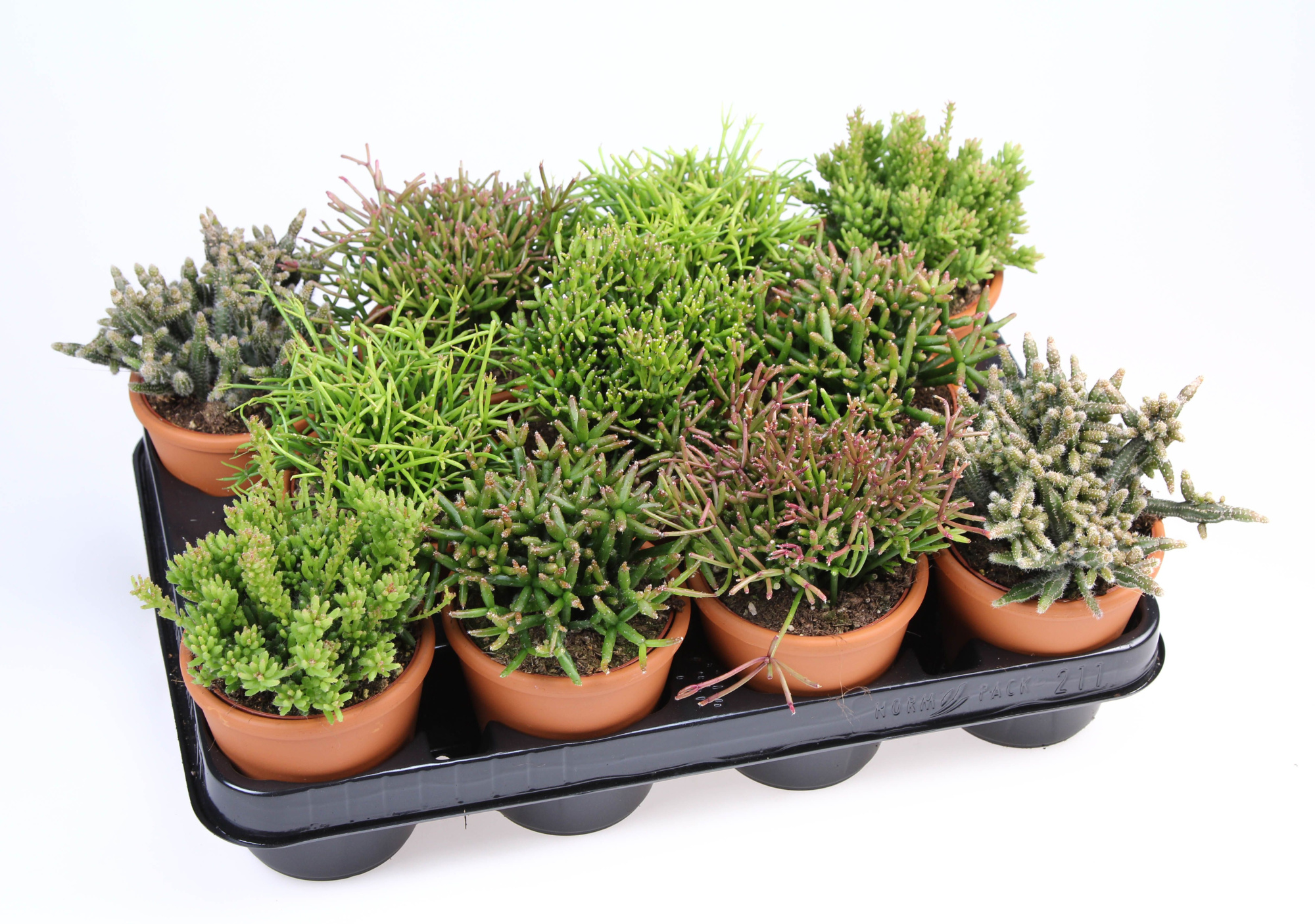 Rhipsalis mix in Rozenpot, D 8,5 cm