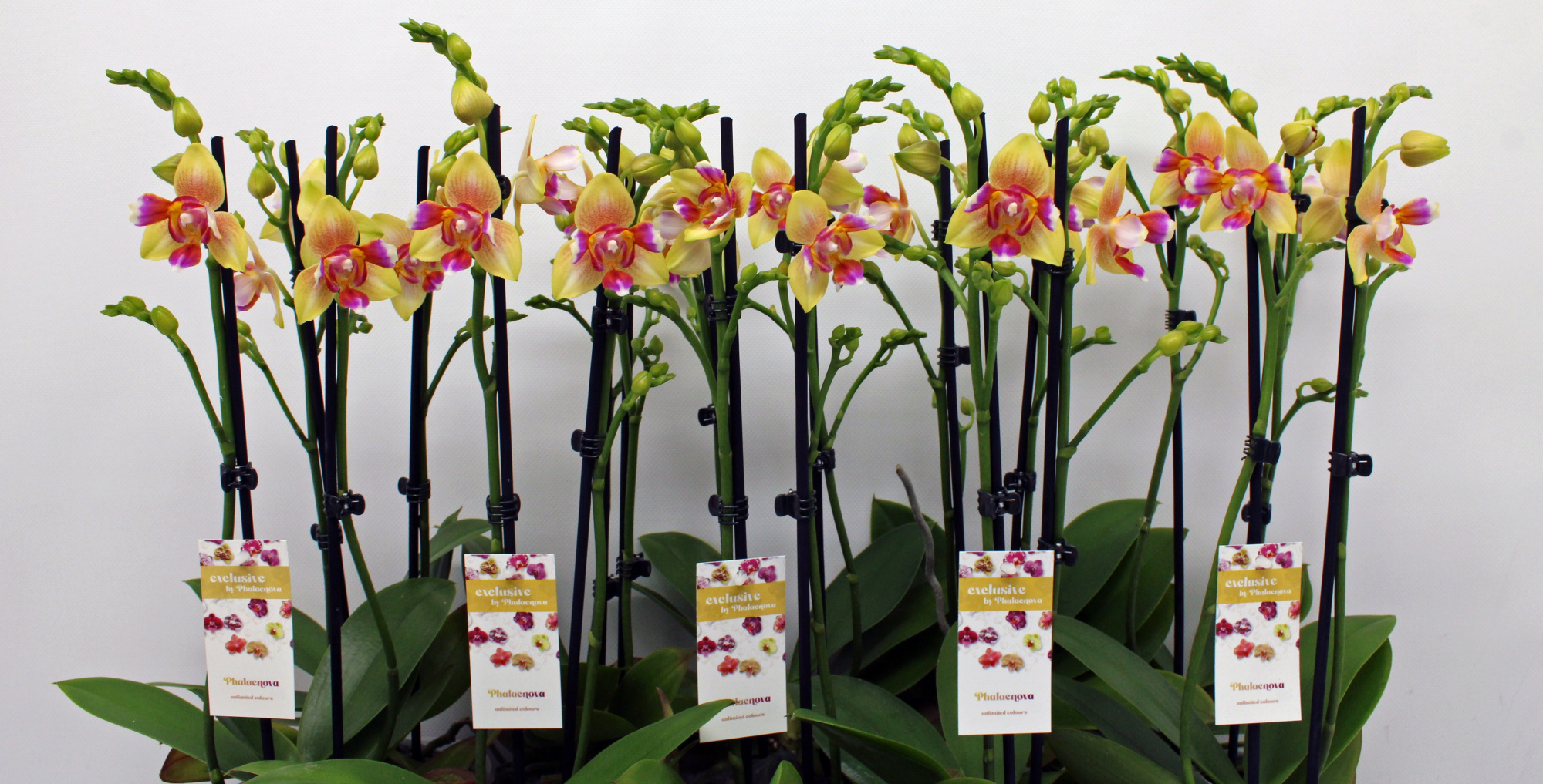 Lily 2-tak 50cm (RIJP), D 12