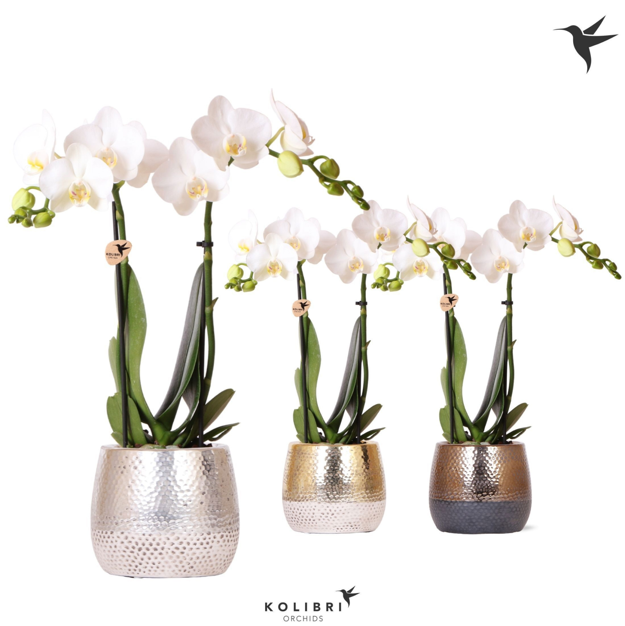 Kolibri Orchids Phalaenopsis white 2 spike in Elite pot mix, D 9
