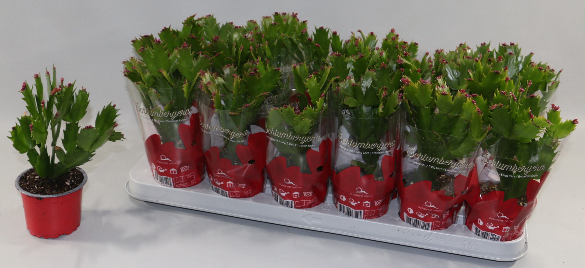 Schlumbergera 18+ knop Rood "Sunshiners®", D 9 cm