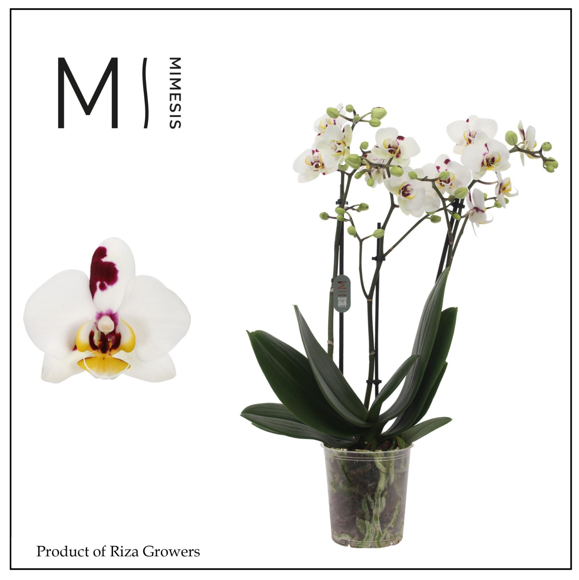 Phalaenopsis Coco 4 3 spike - 12cm | Mimesis, D 12 cm