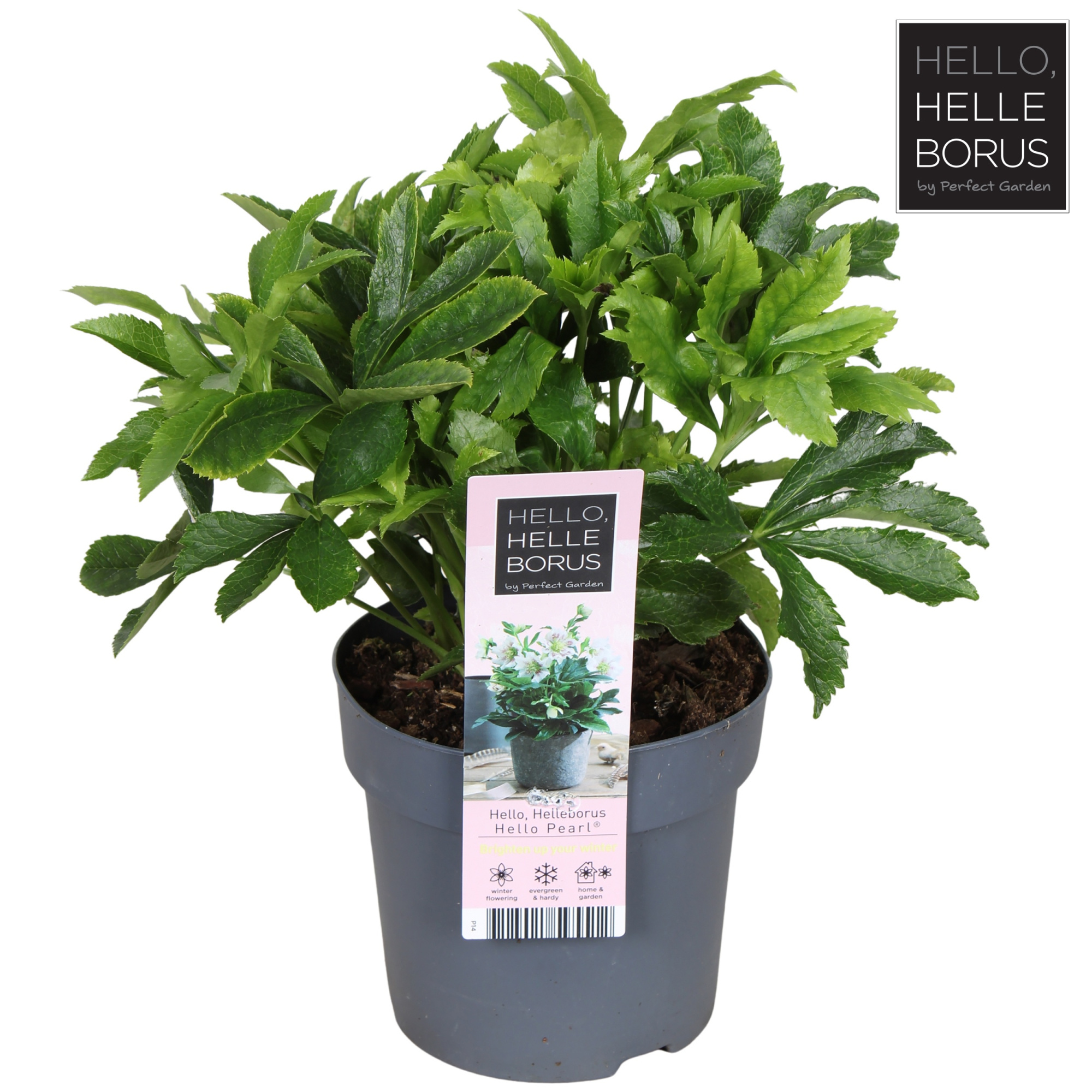 Helleborus orientalis 'Hello Pearl'® P14, D 14