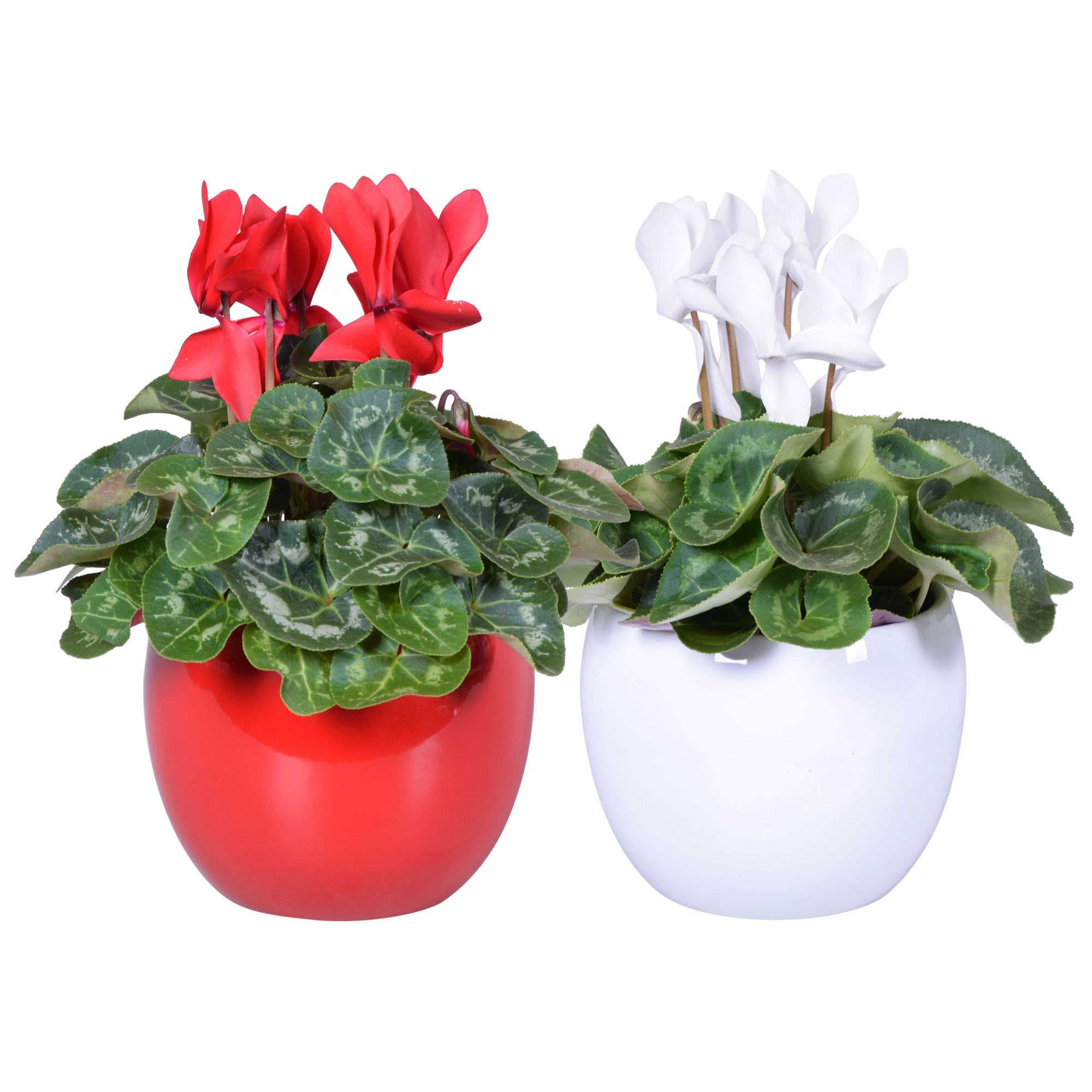 Cyclamen rood-wit in Lisa keramiek (Kerst), D 12 cm