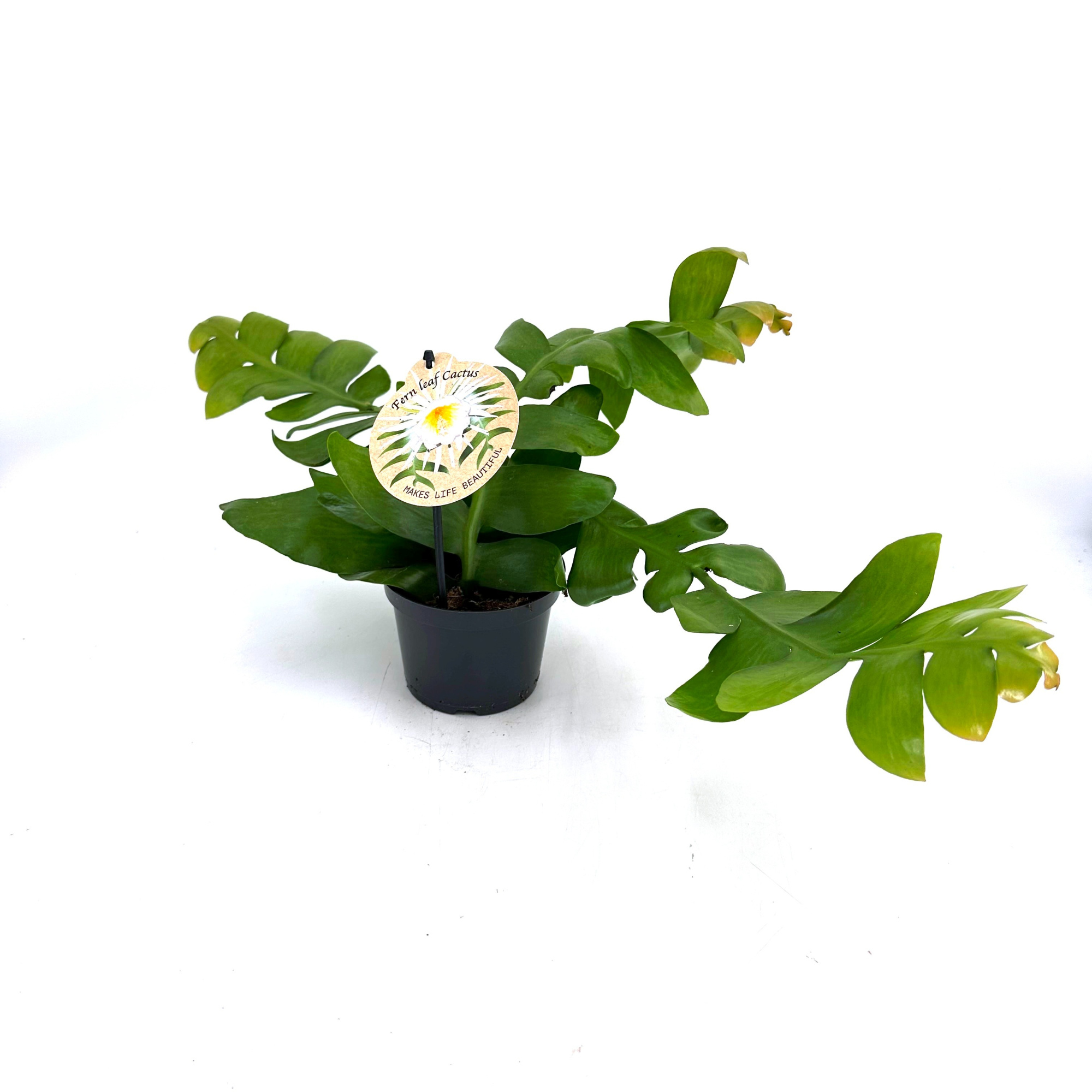 Epiphyllum Chrysocardium "Fern Leaf Cactus", D 12 cm