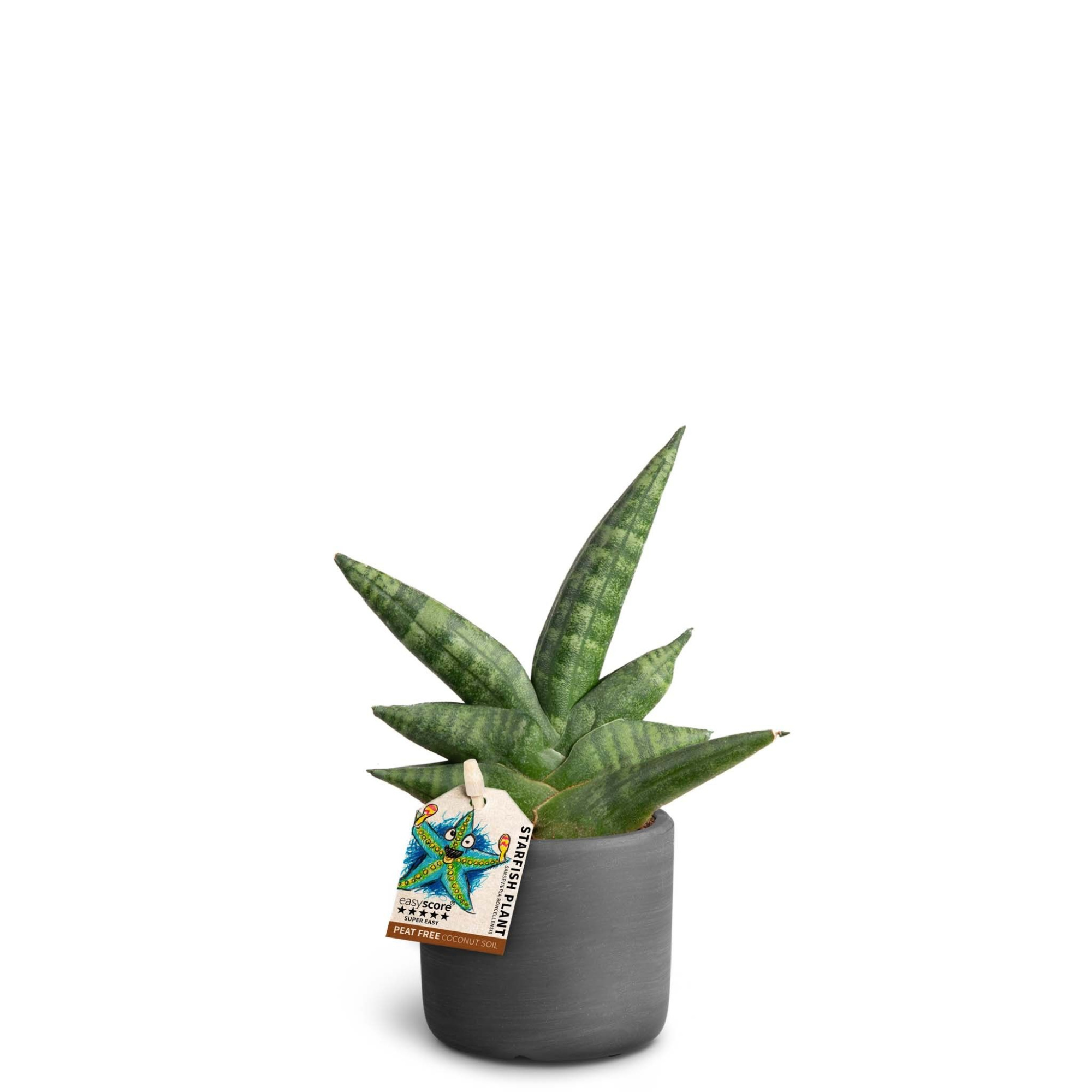 Raw Black, Sansevieria ´Boncellensis´, D 7 cm