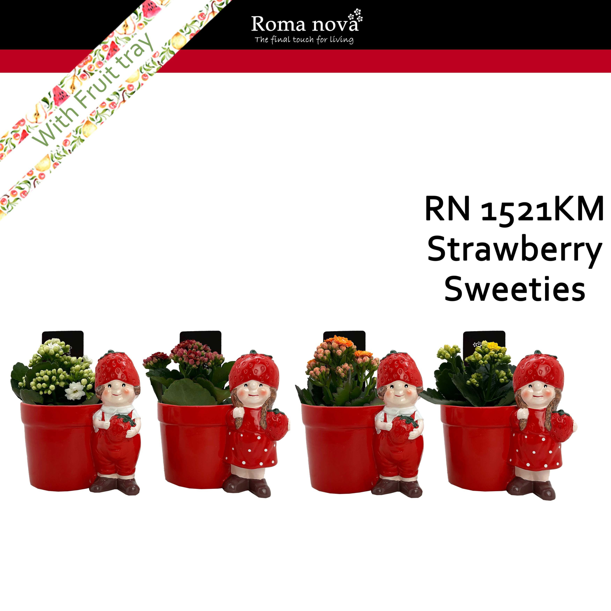 1521KM - Strawberry Sweeties (Kalanchoe mix), D 15