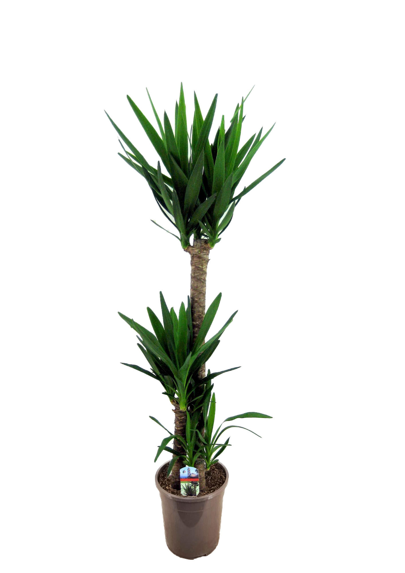 Yucca elephantipes 90-45-20, D 24
