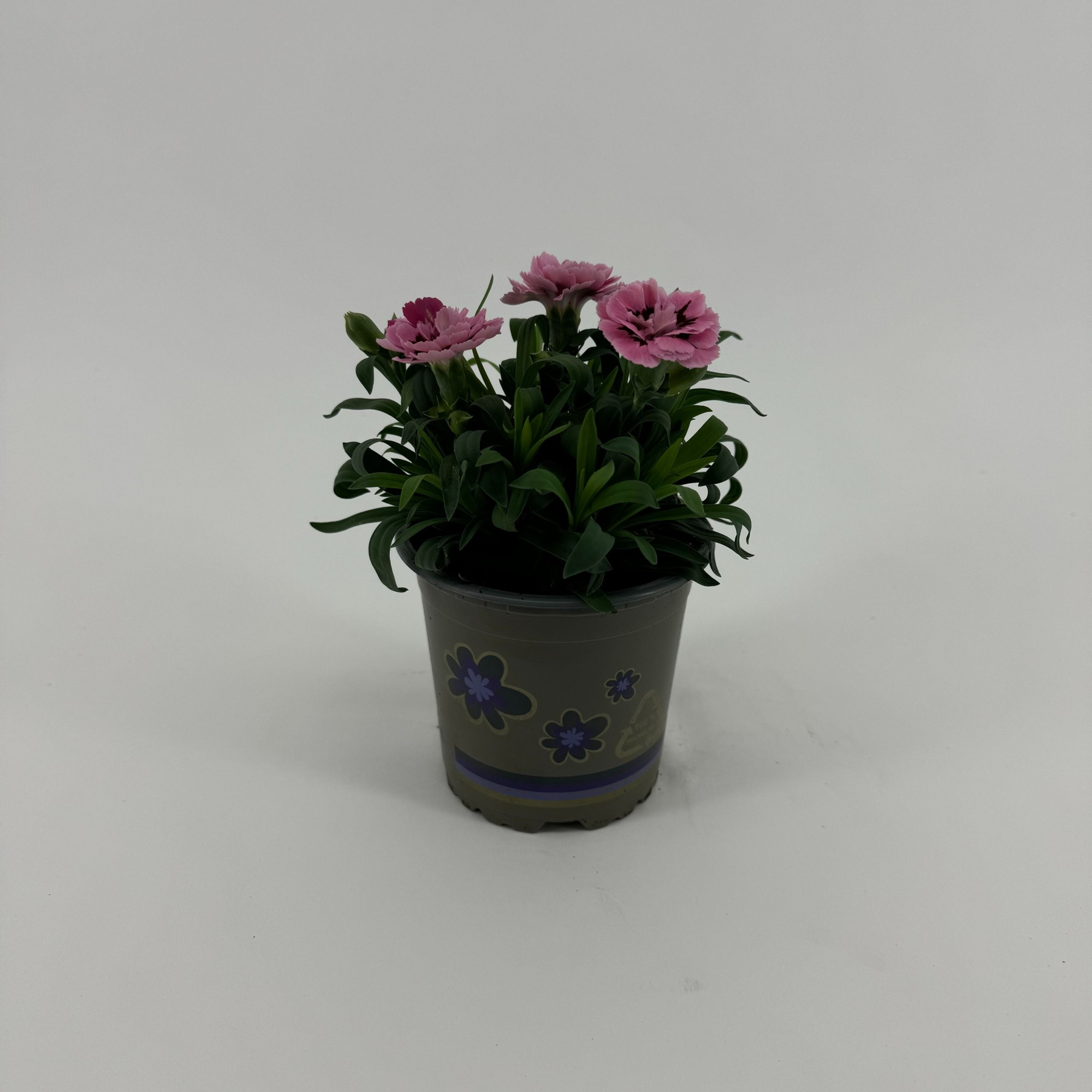 Dianthus 'Oscar' Pink and Purple, D 11 cm