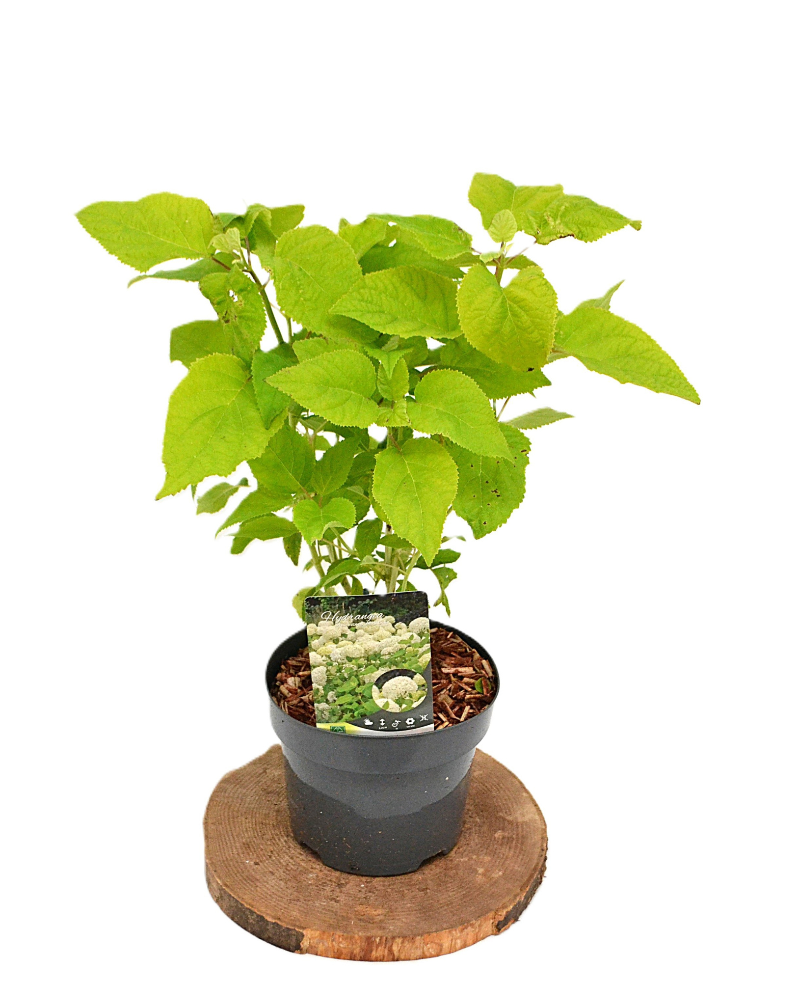 Hydrangea arborescens 'Annabelle' C3, D 19