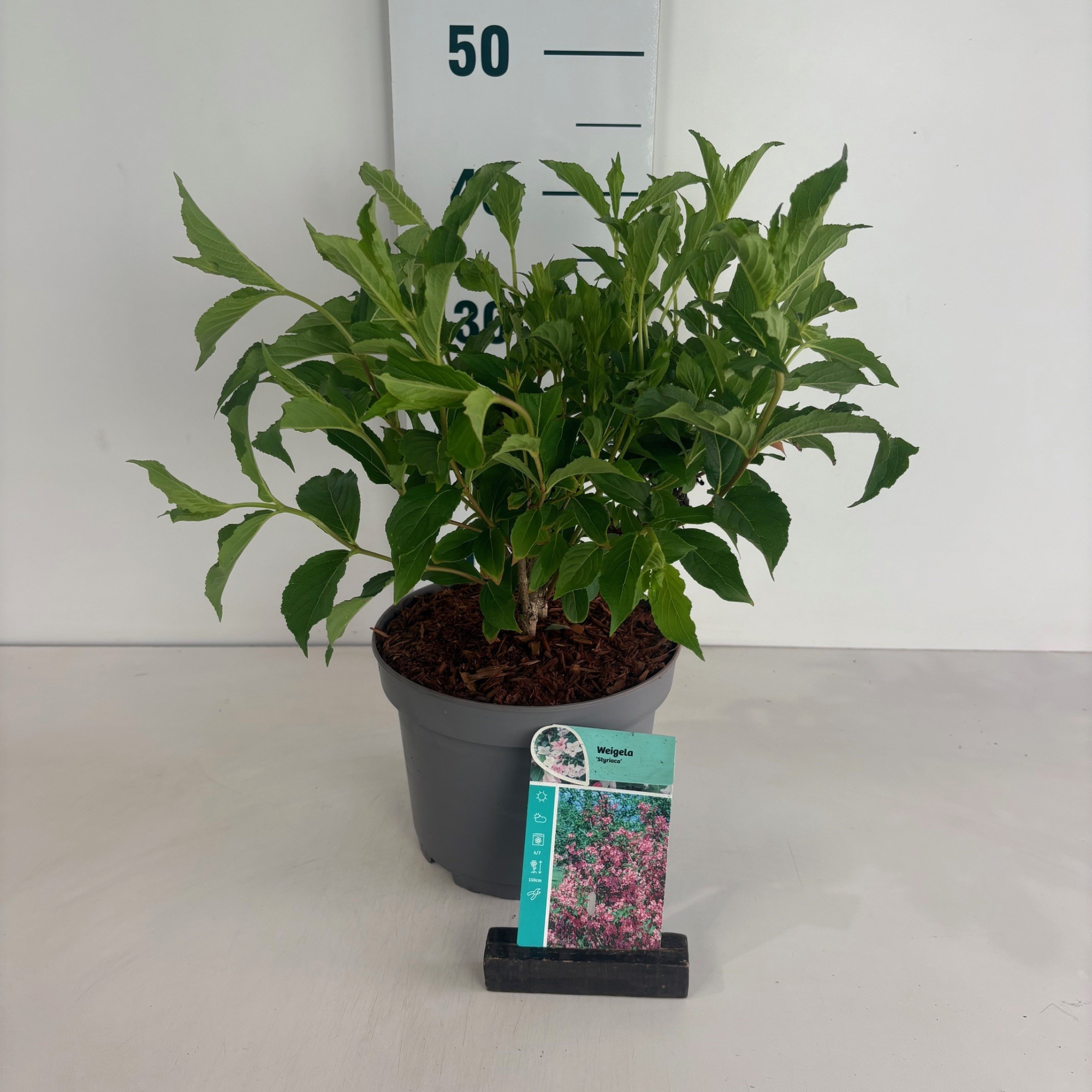 Weigela Styriaca, D 20 cm