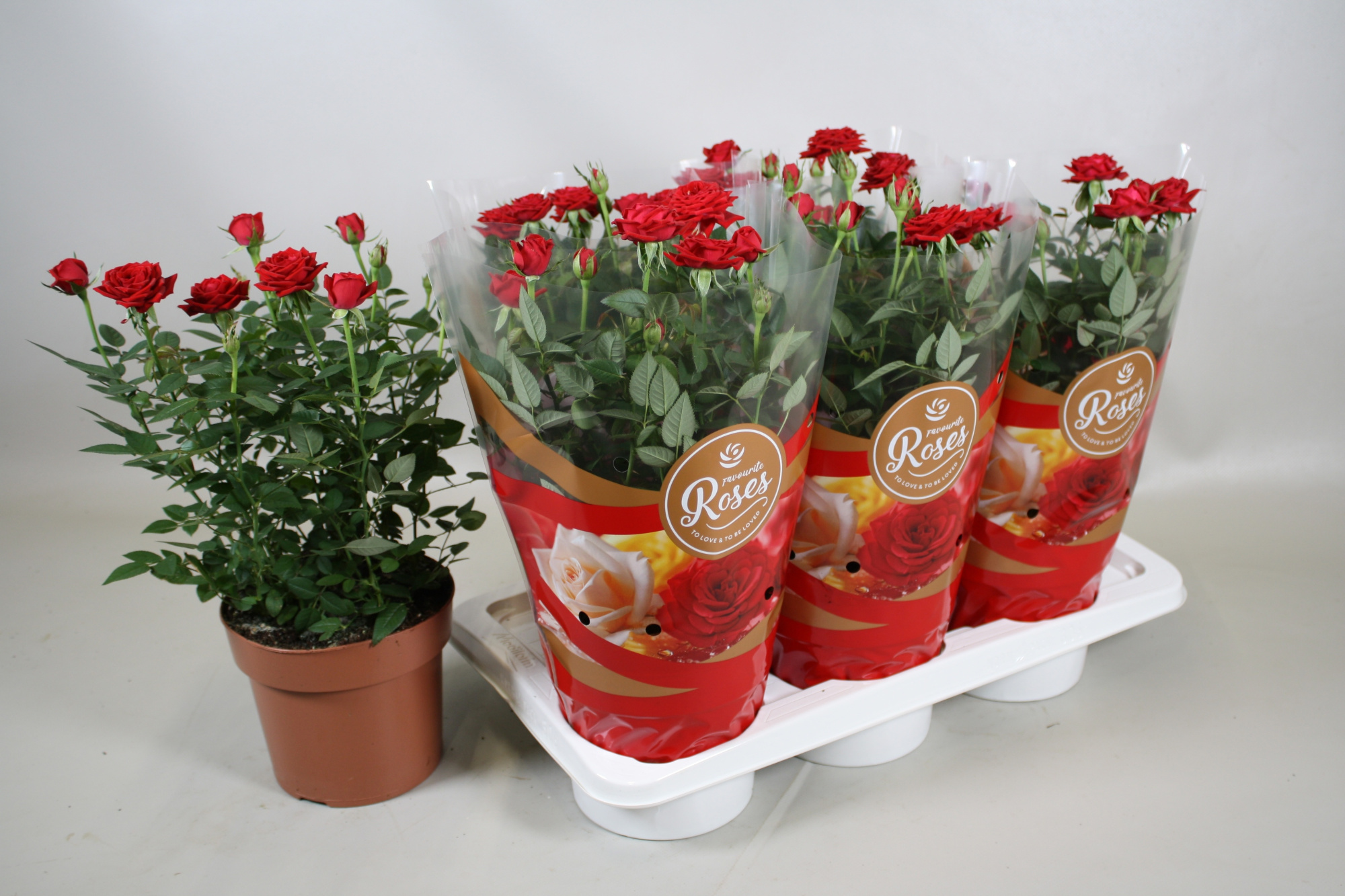 Rosa Favourite Roses red+seizoenshoes, D 17