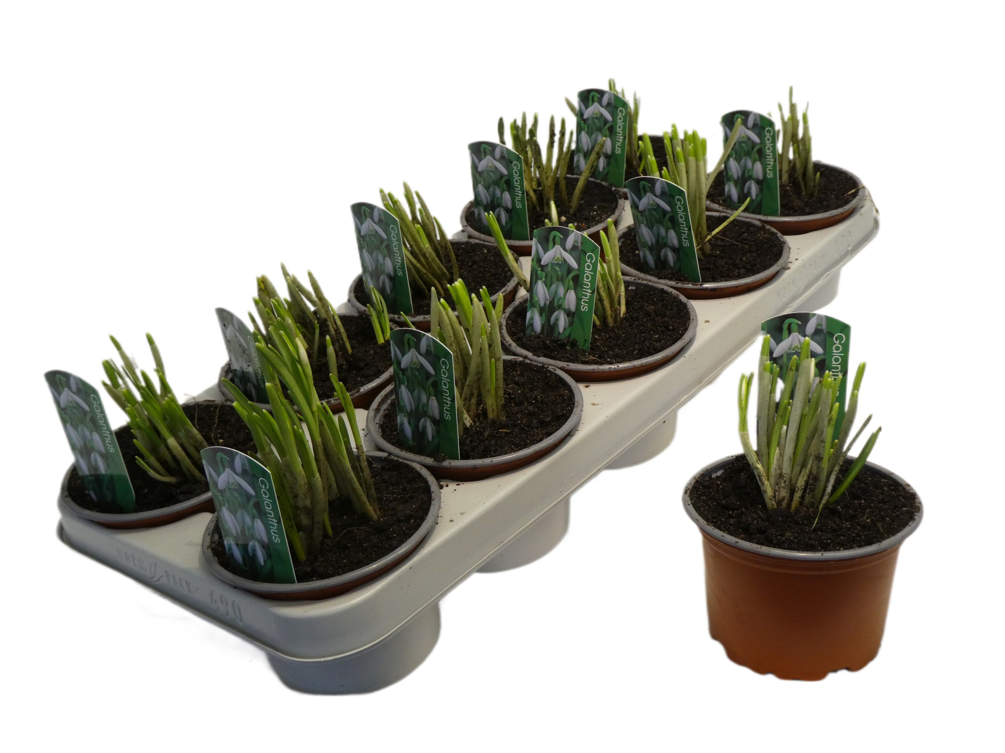 Galanthus nivalis SPECIAAL, D 12