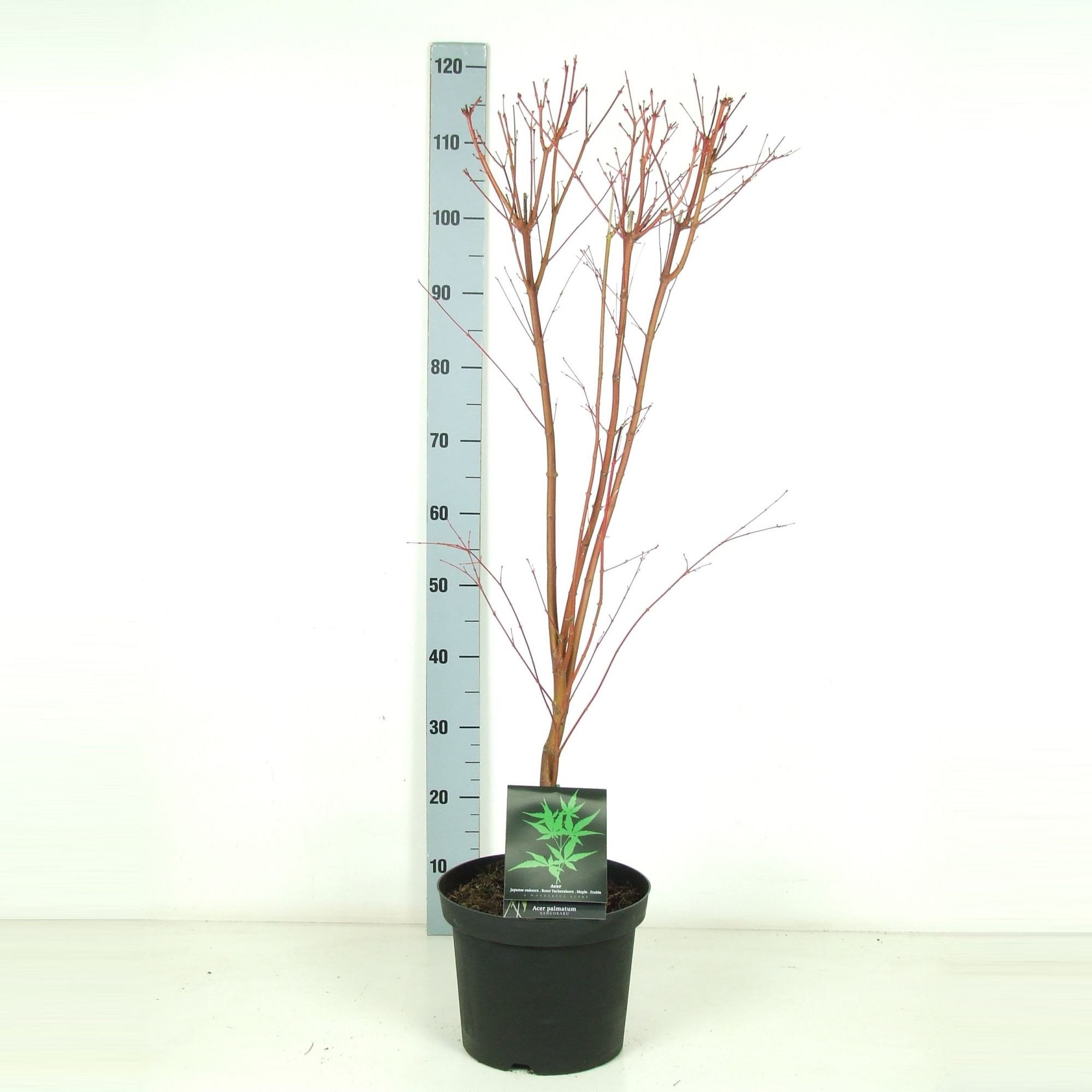 Acer palmatum 'Sangokaku' P26 Full CC, D 26