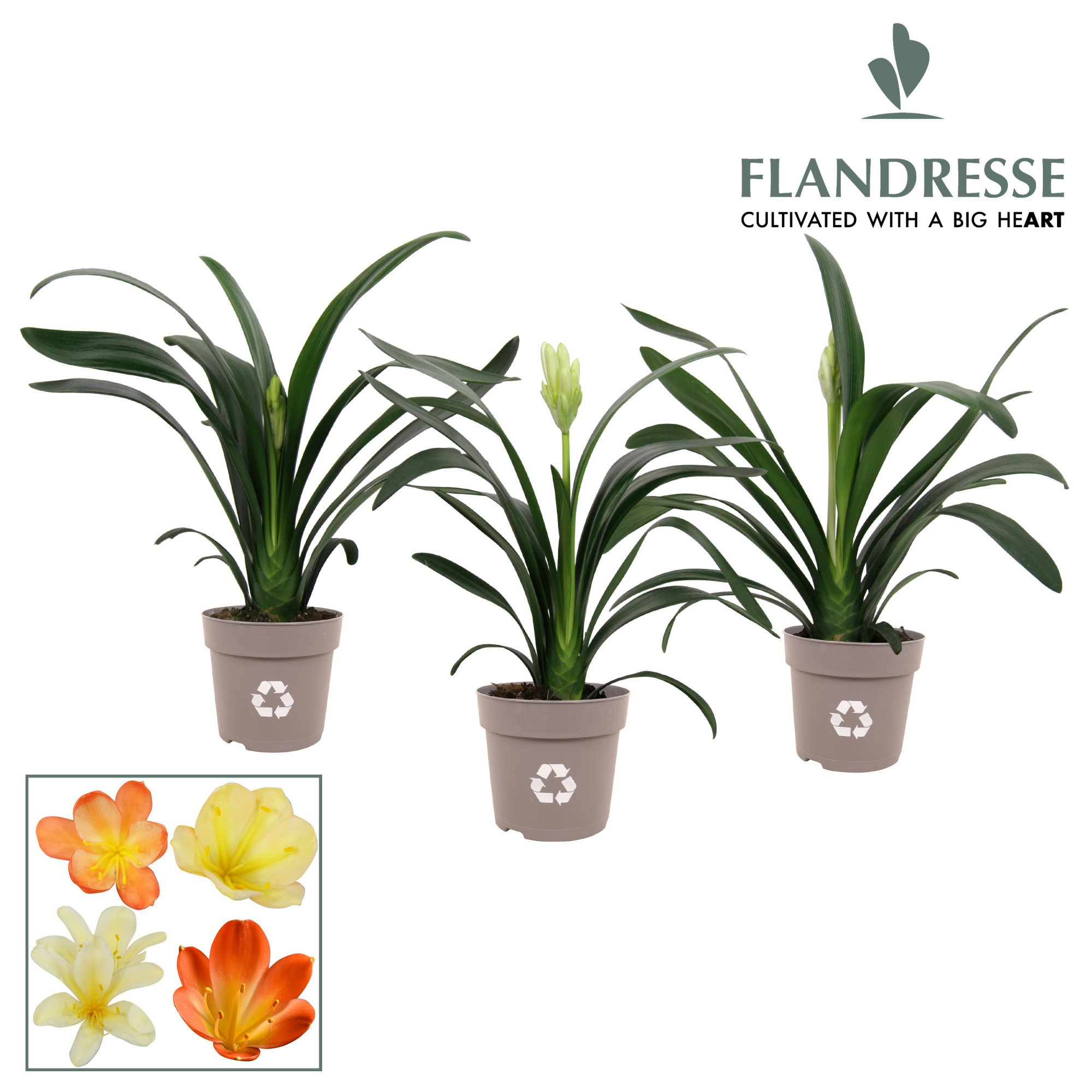 Clivia Flandresse® Strong! 'gemengd', D 13