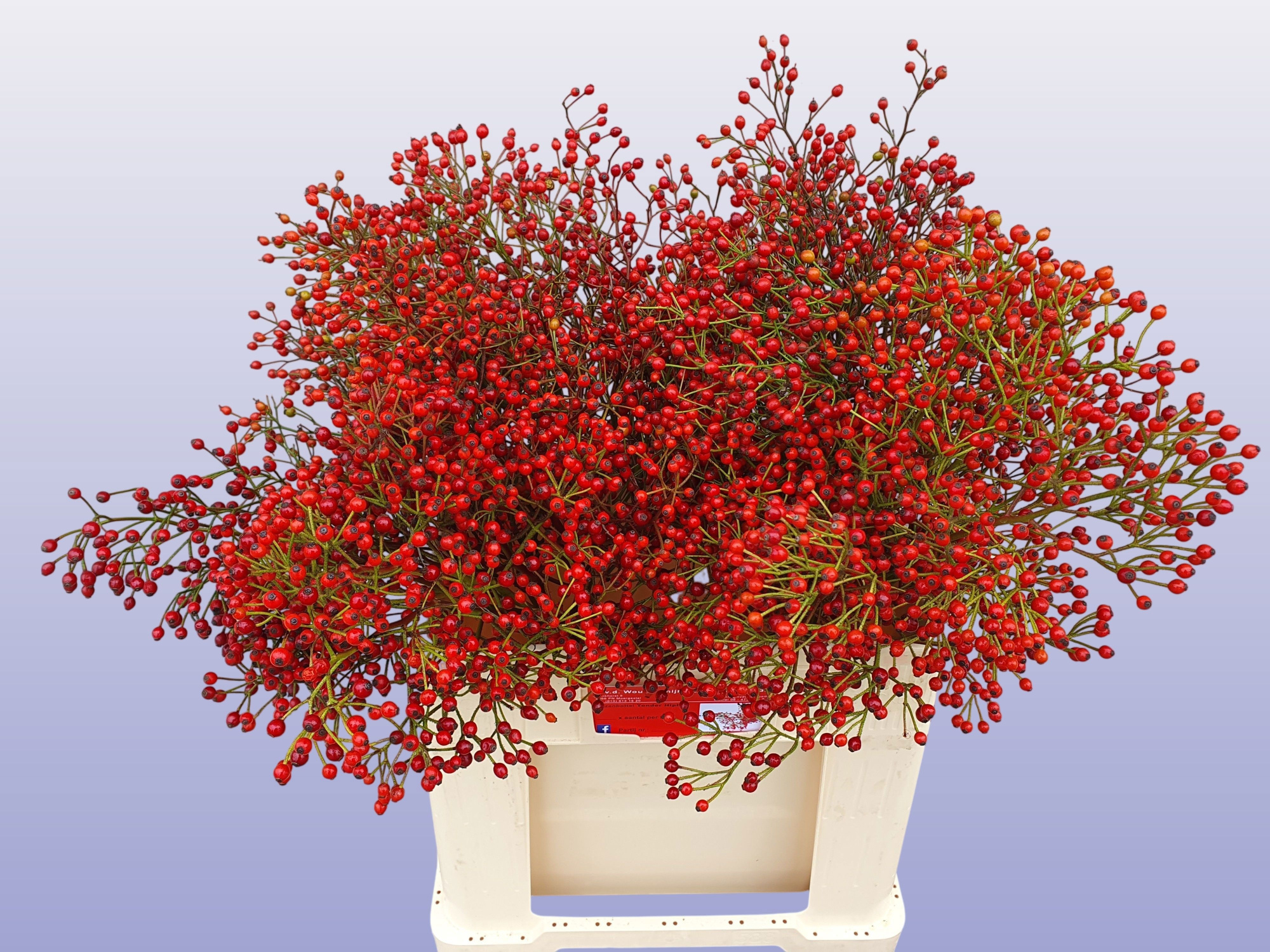 Рузботель Отем Сплендор 60, шт.