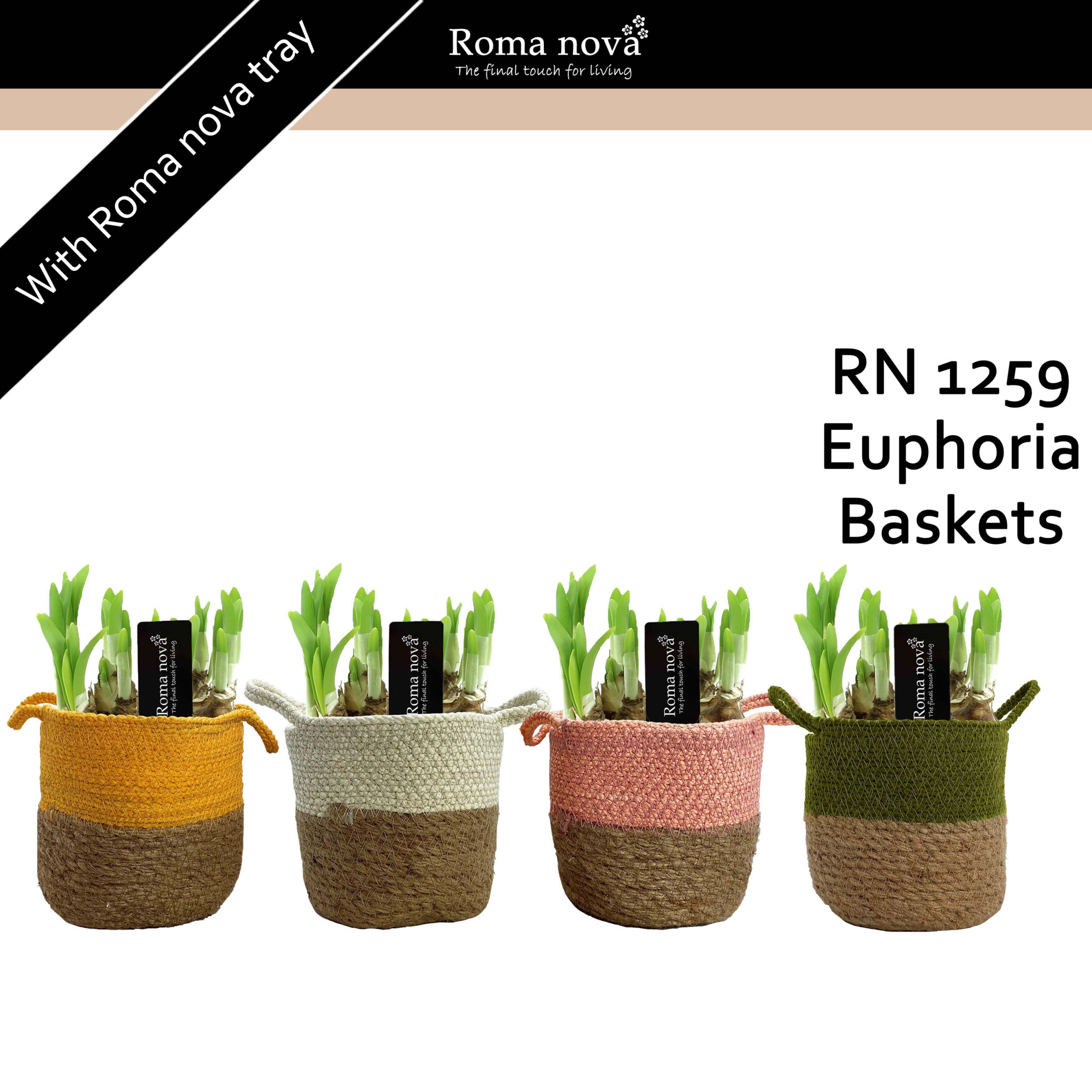 1259 - Euphoria Baskets (Tete a Tete), D 14