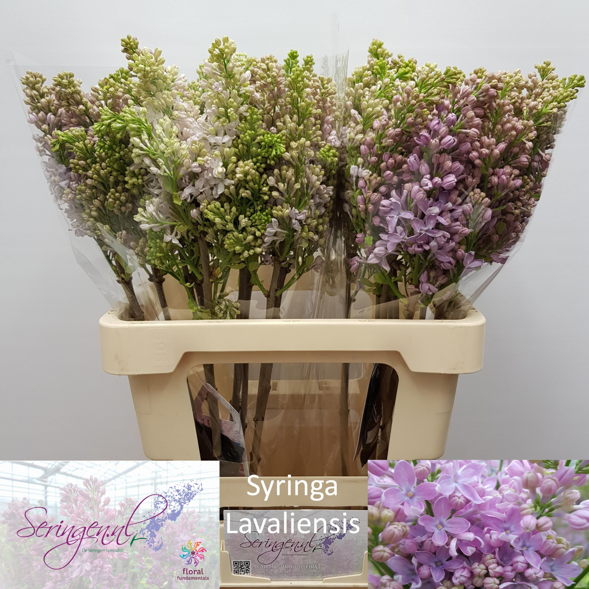 Сирень Лавалиенсис 60 (роз.), шт.