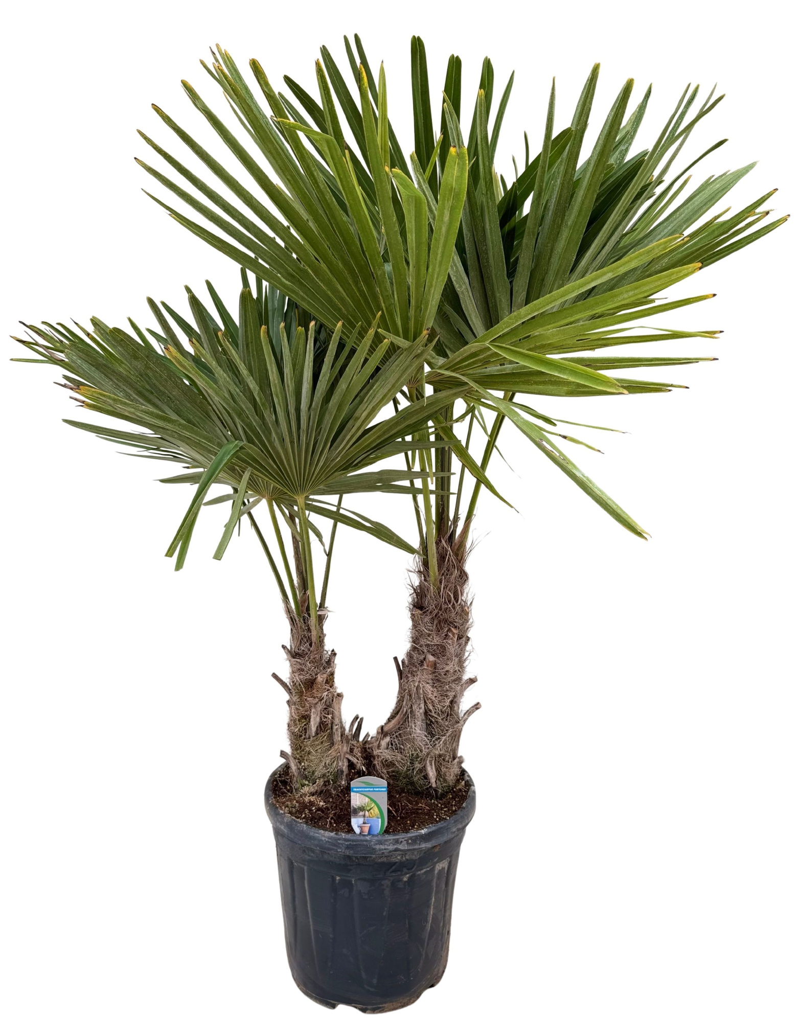 Trachycarpus fortunei P35 2PP, D 35 cm