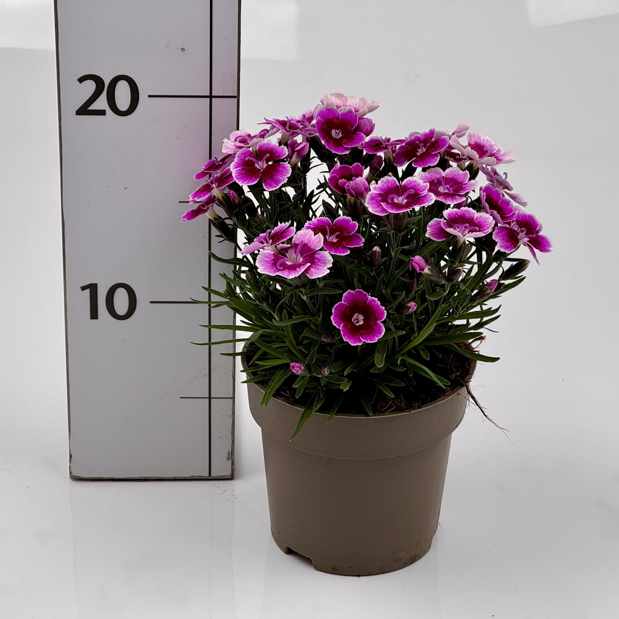 Dianthus caryophyllus Pink Kisses, D 10,5