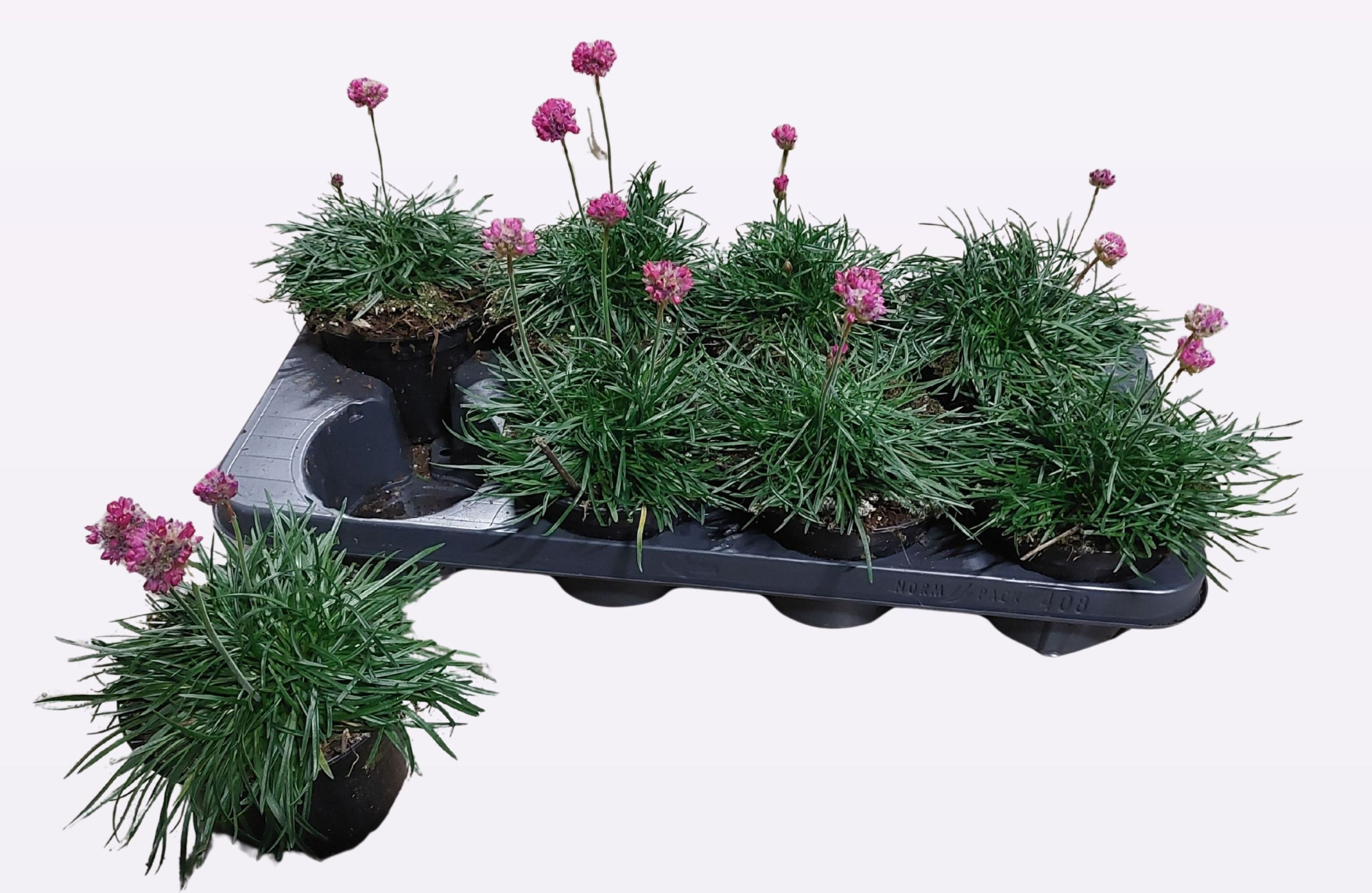 Armeria maritima splendens, D 13