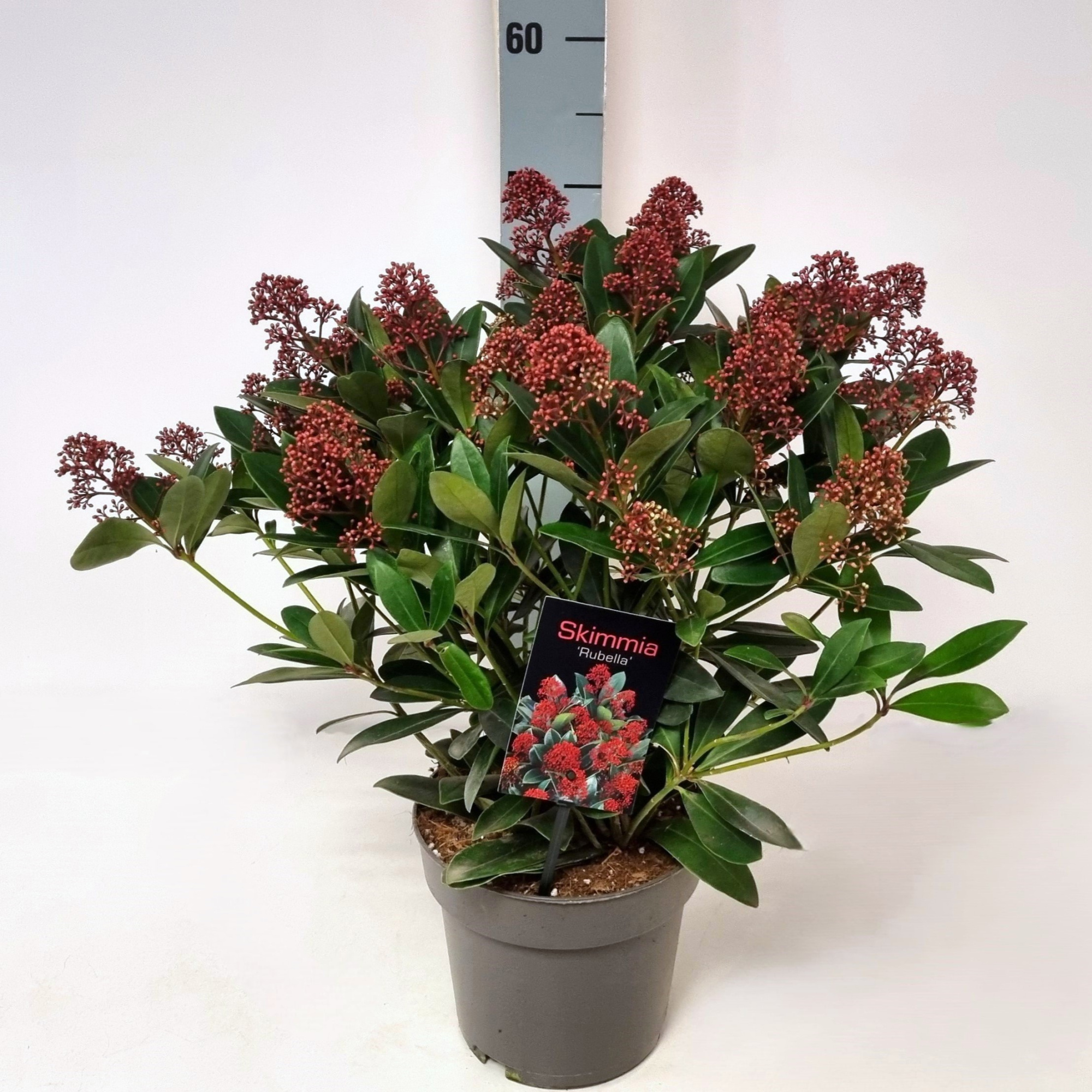 Skimmia jap. 'Rubella' P19 20/25 Bloemen, D 19