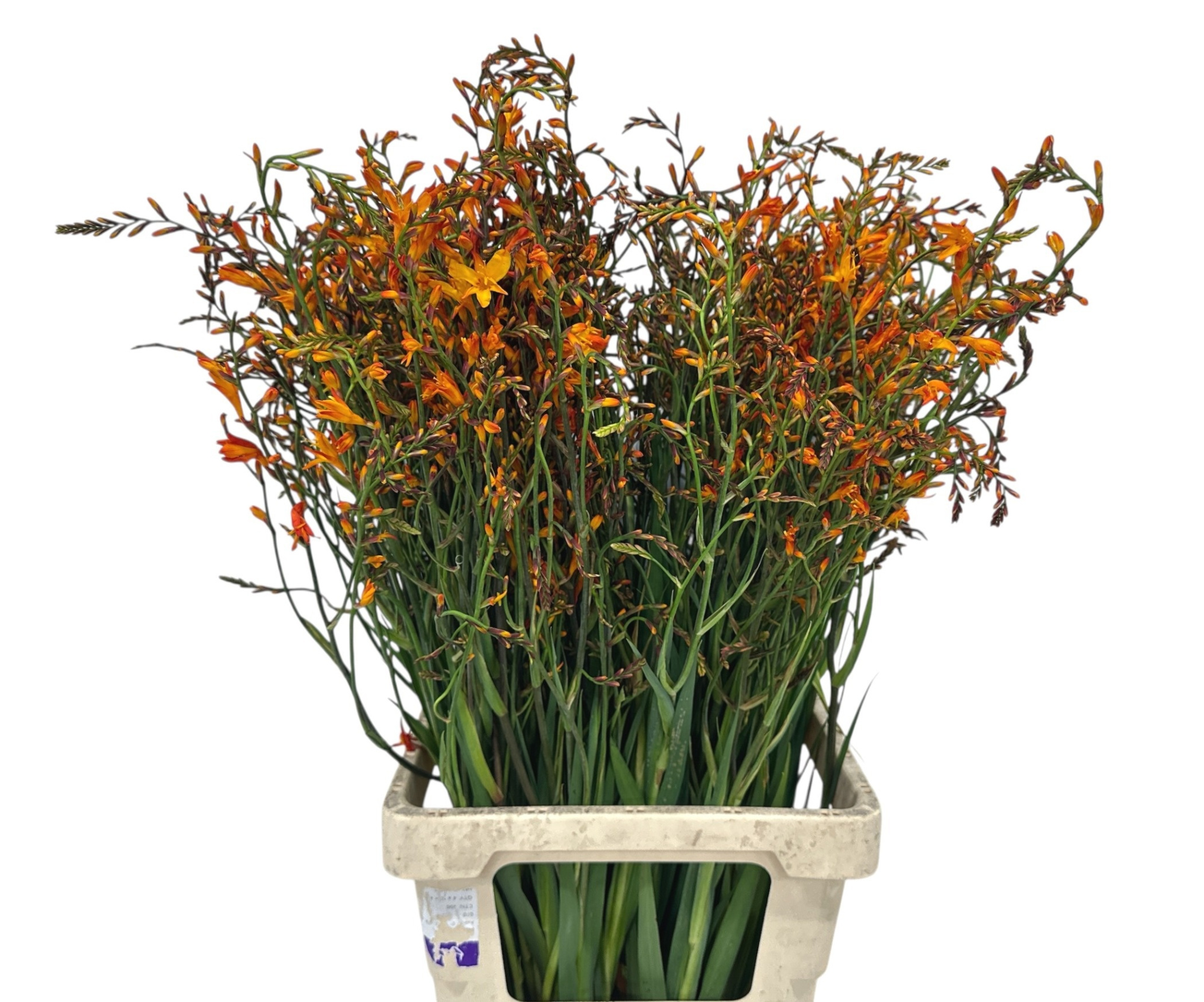 Крокосмия Лицифер 80, шт.