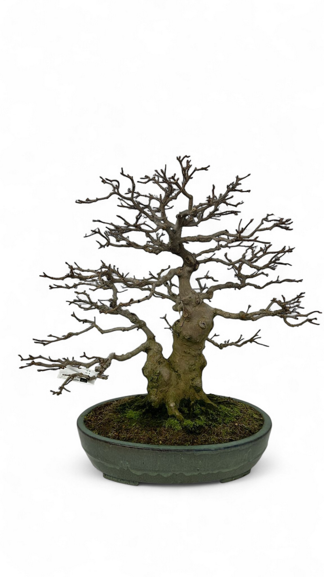 Acer buergerianum, pot 46cm. Height 65cm. (single item), D 46