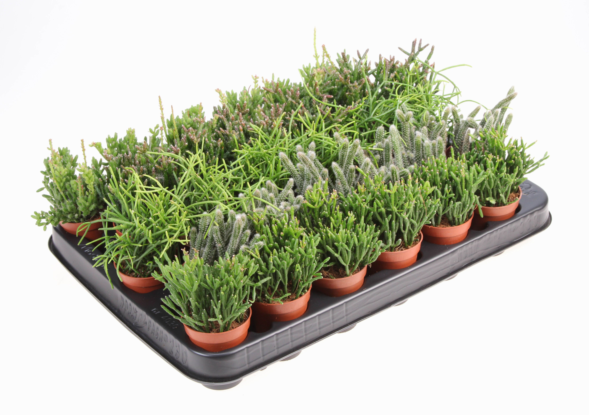 Rhipsalis mix, D 5,5