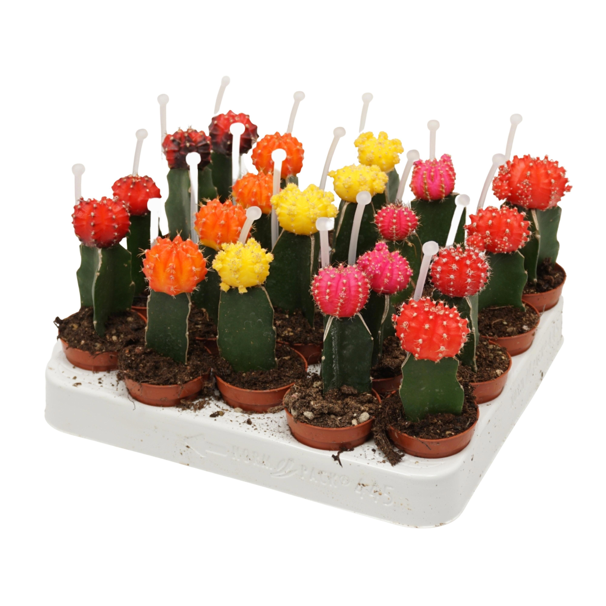 Gymnocalycium mix geënt 5,5 cm met picker, D 5,5 cm
