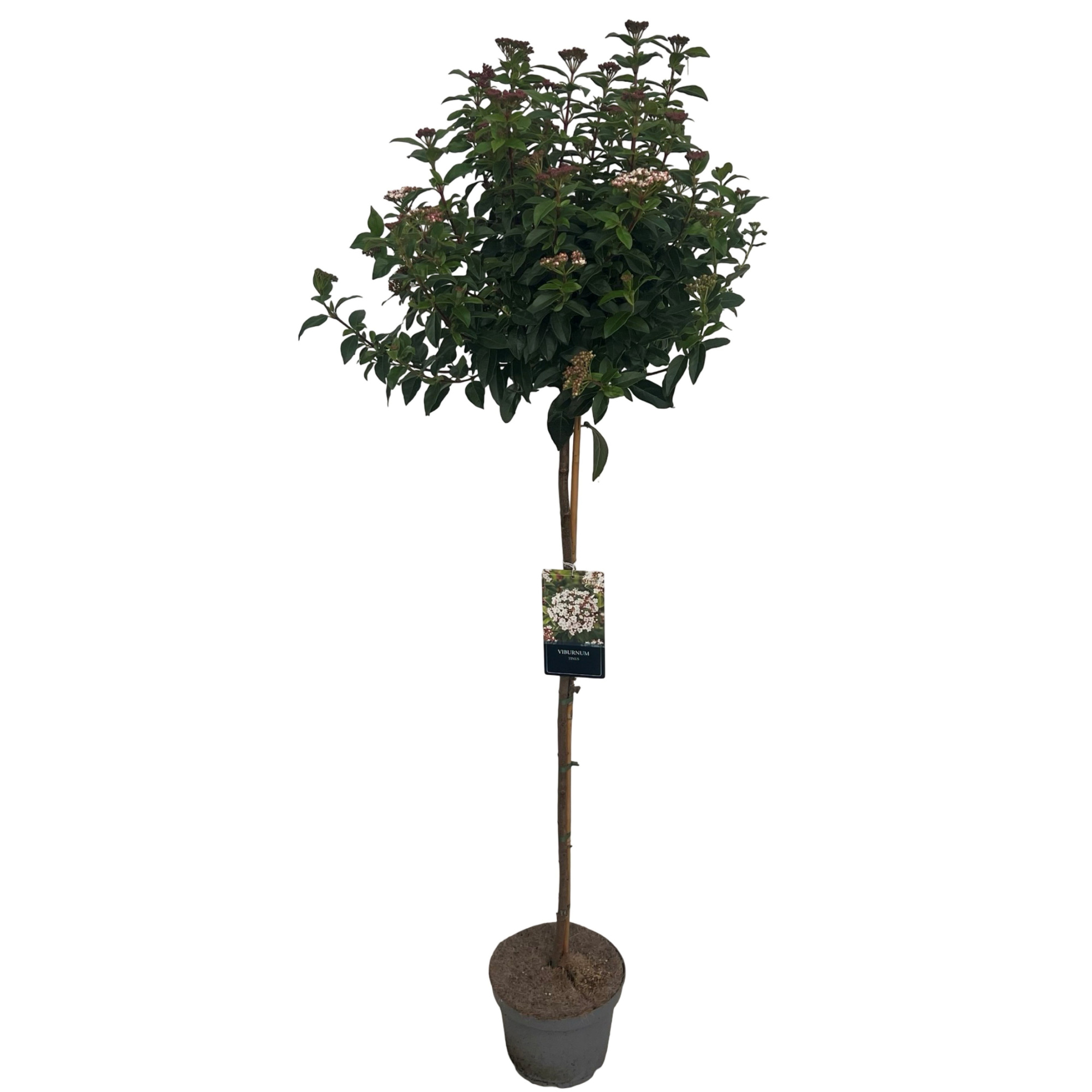 Viburnum tinus sense 100cm stam, D 23