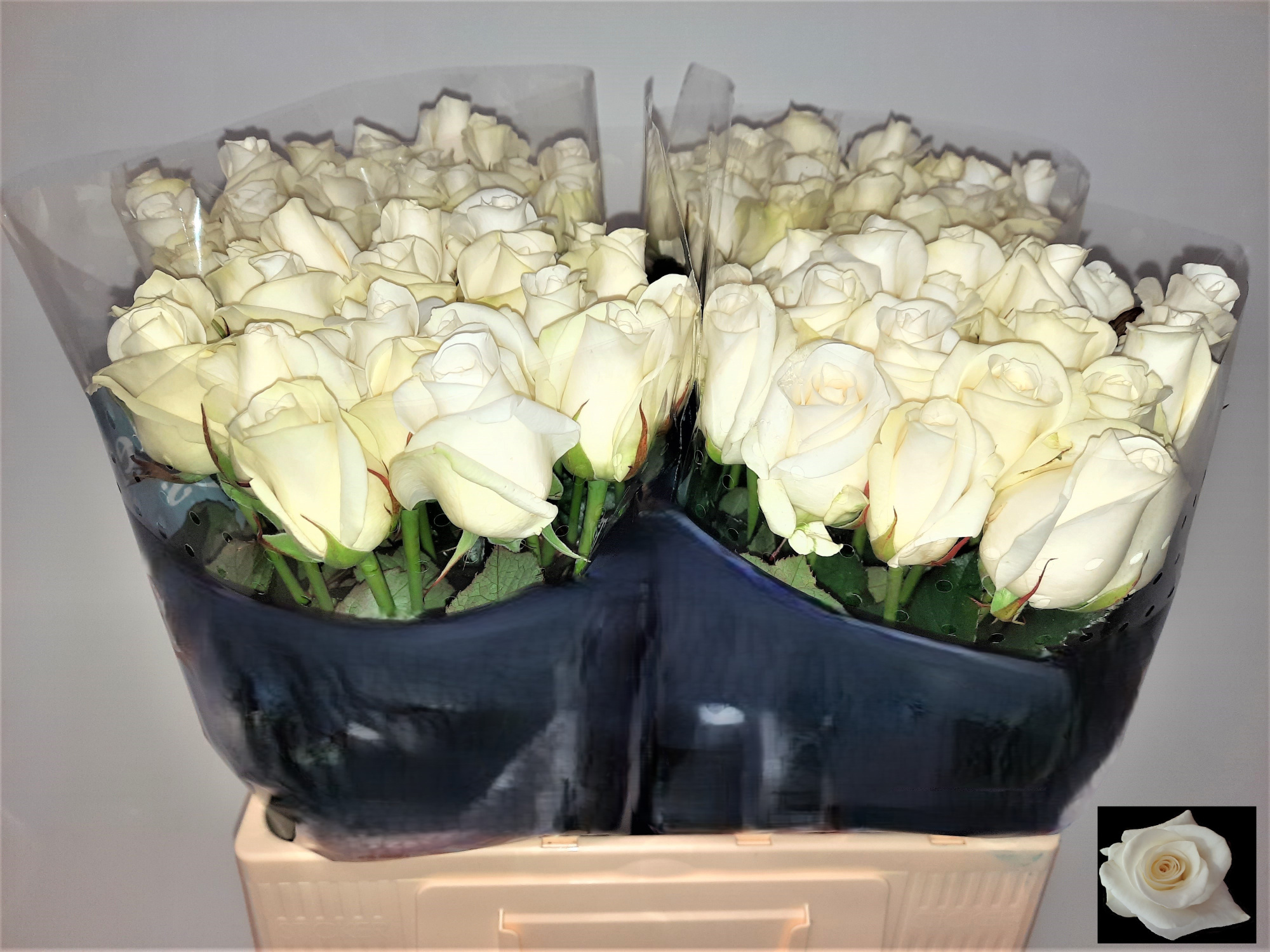 Роза од. Акито 60, шт.