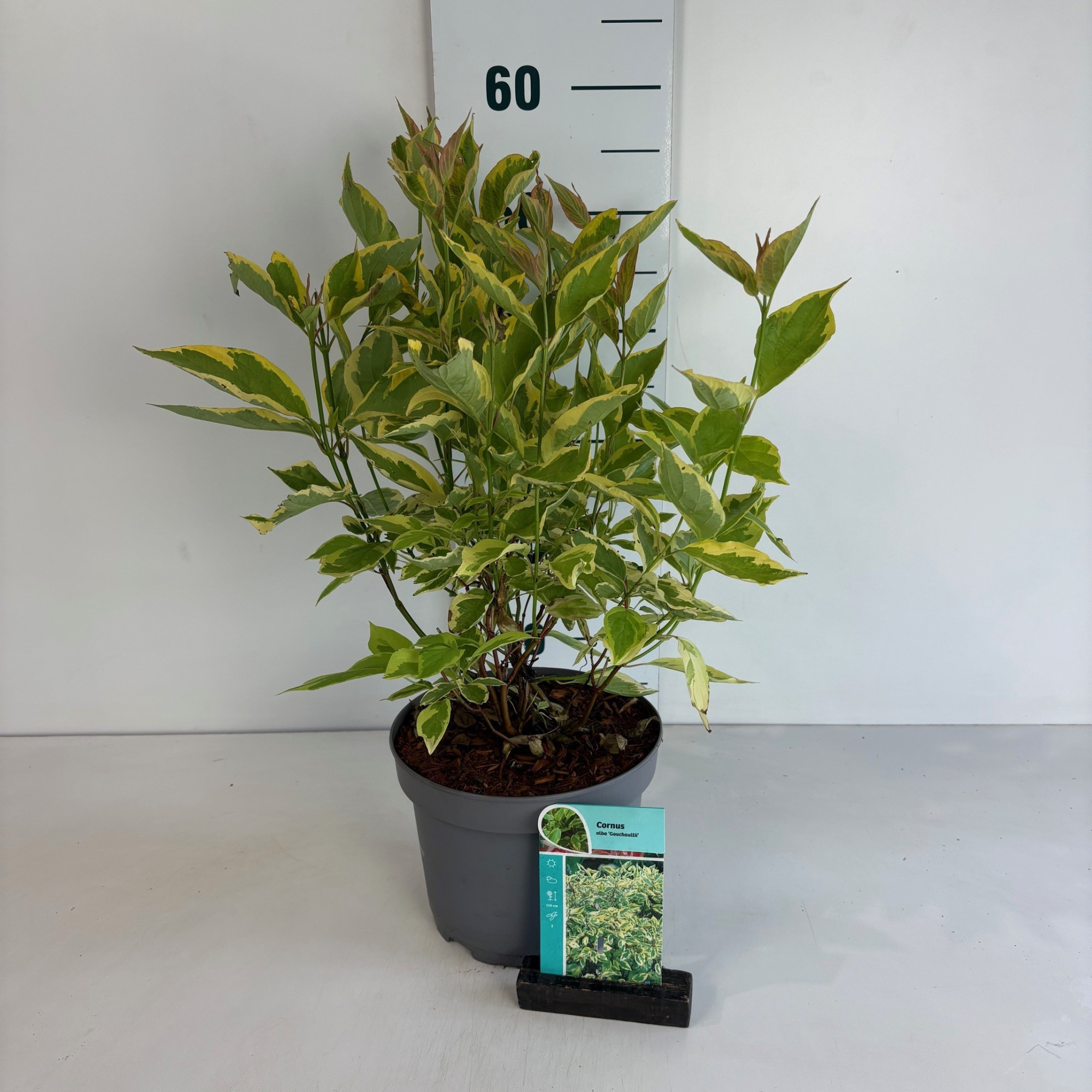 Cornus alba Gouchaultii, D 20 cm