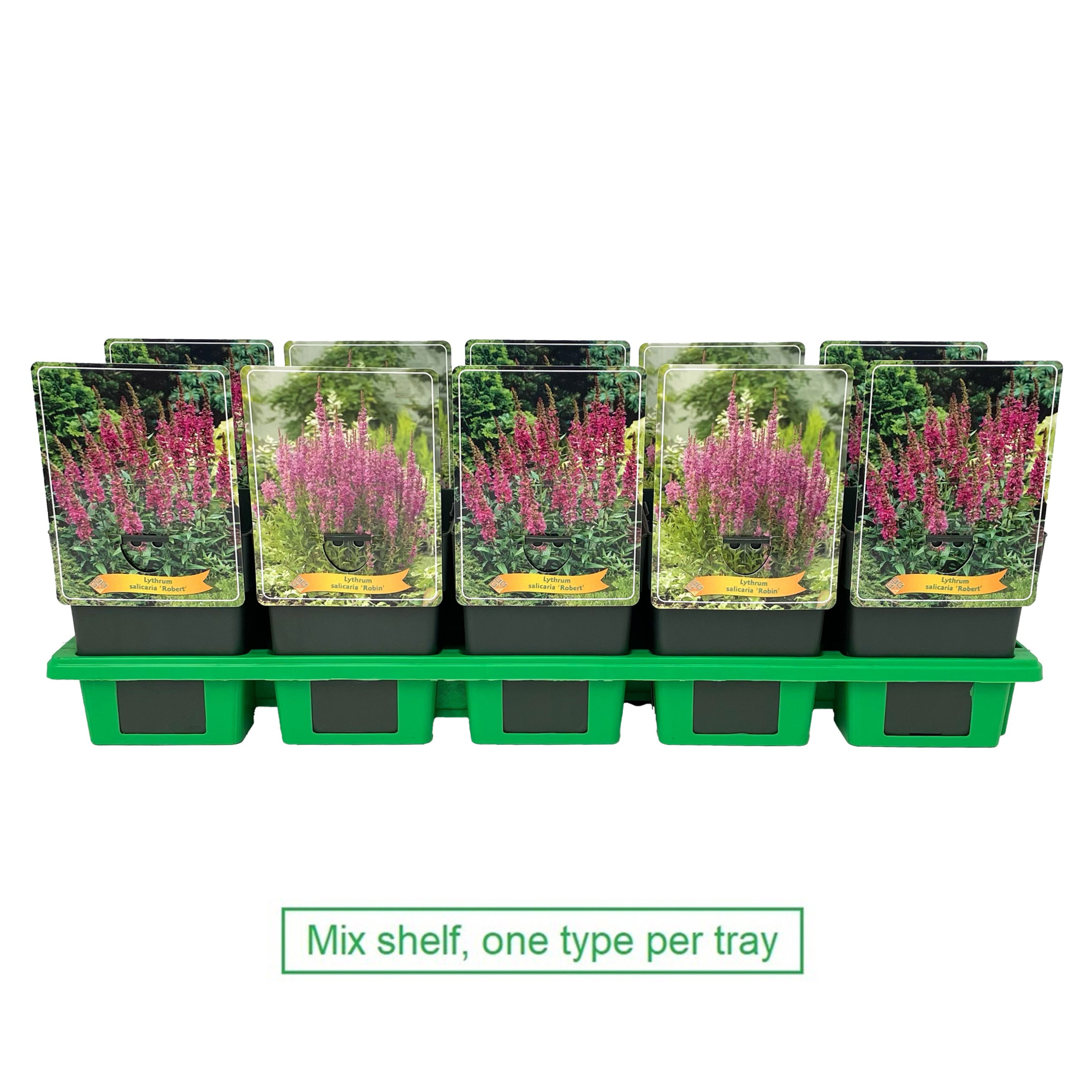 Lythrum mix laag P11, D 11