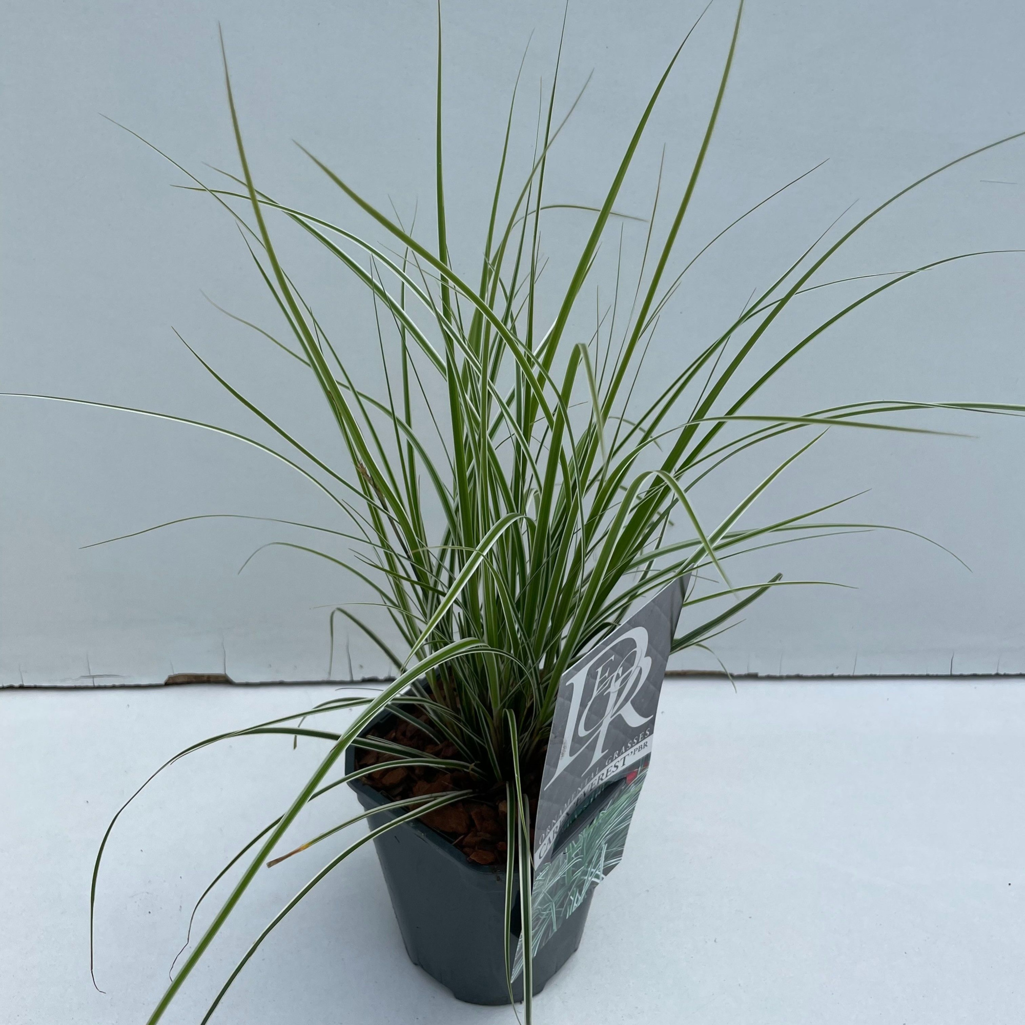 Carex 'Everest', D 13