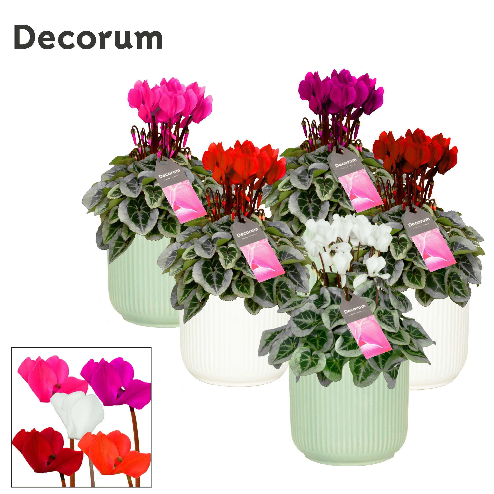 Cyclamen SS Picasso mix in Sophie Ceramics Decorum, D 15 cm