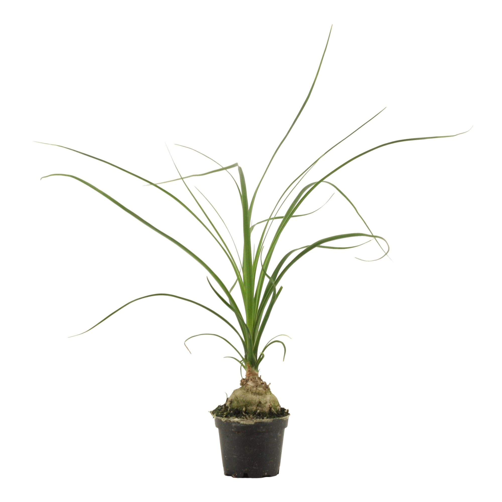 Beaucarnea bol 6 cm (1 kop), D 6 cm