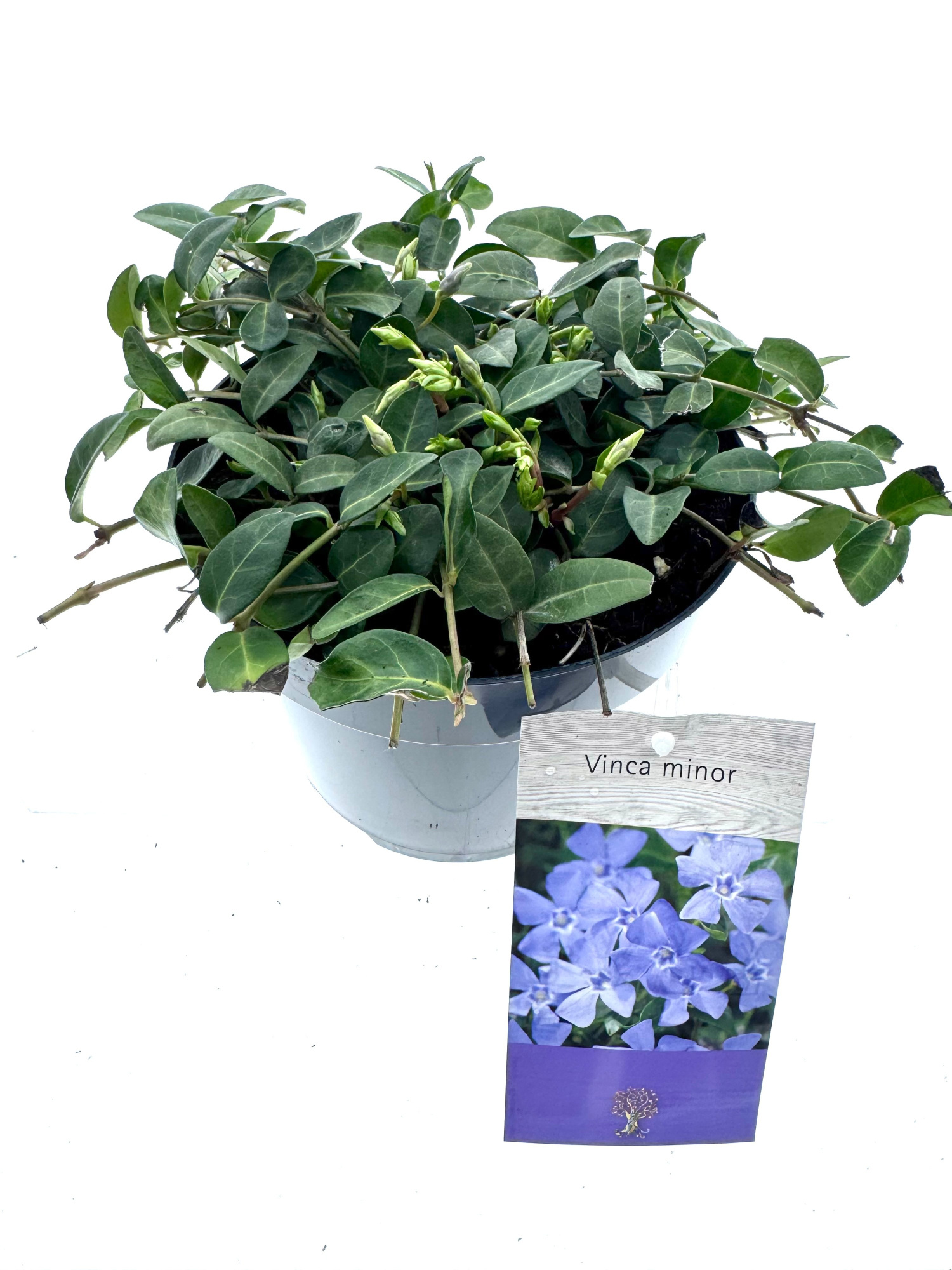 Vinca minor, D 19
