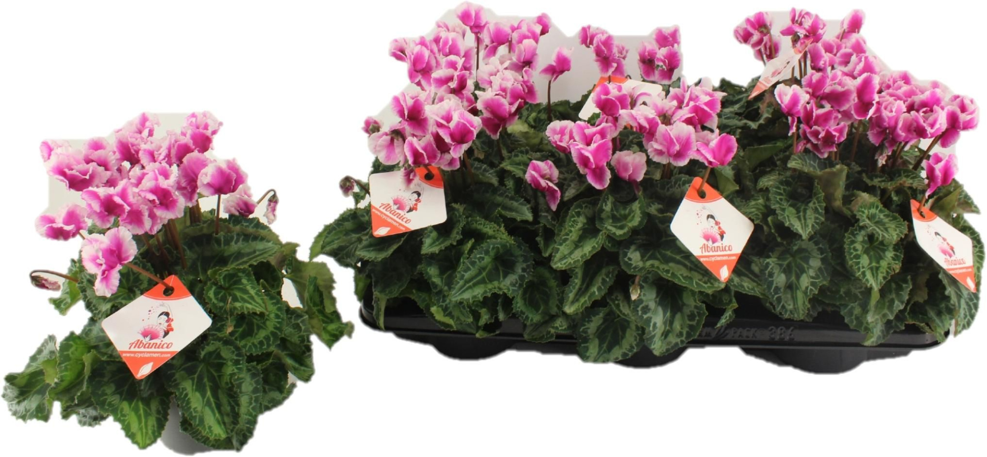 Cyclamen Abanico Violet, D 13 cm