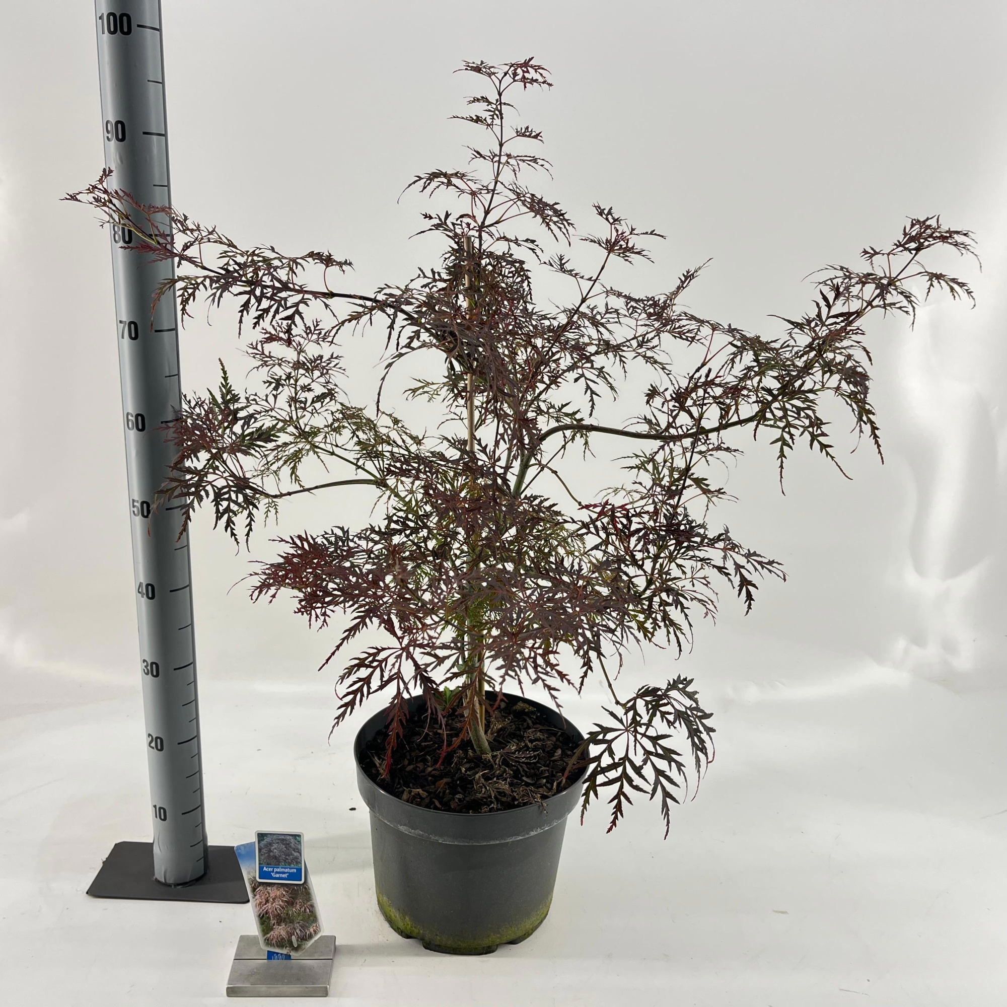 Acer pal. 'Garnet', D 29 cm