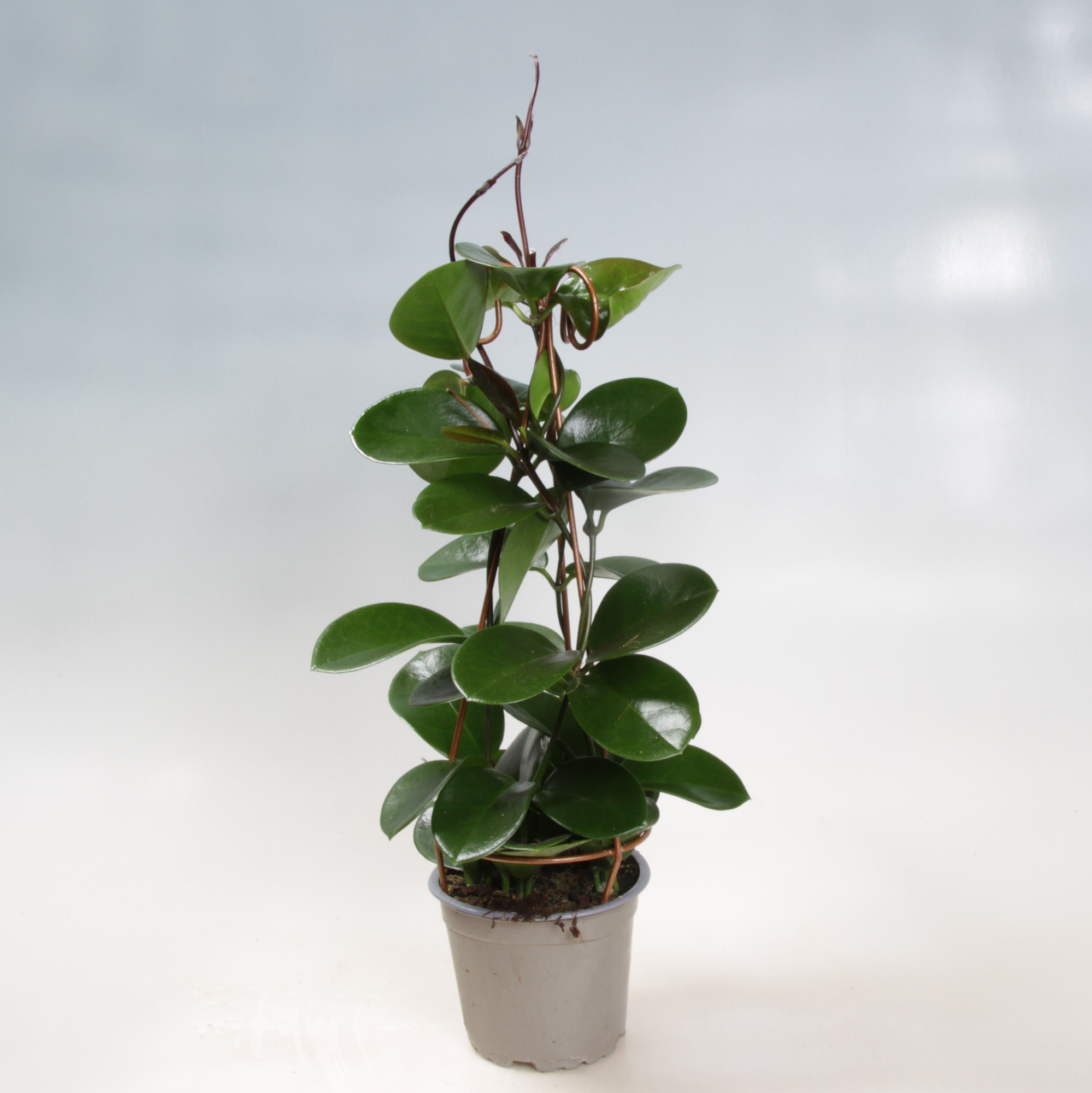 Hoya Australis Copper pyramid 12 cm, D 12 cm