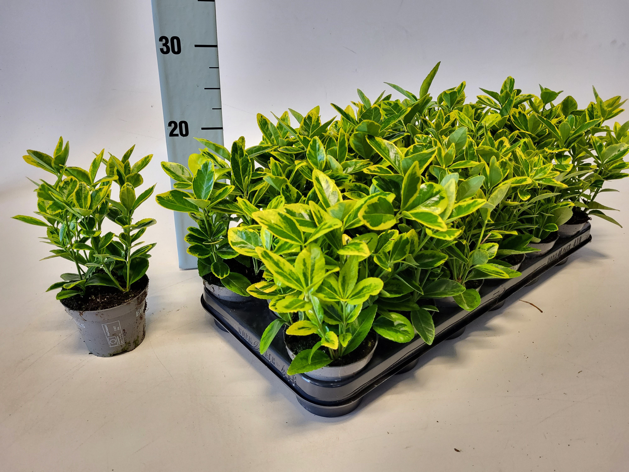 Euonymus jap. Aureomarginatus' 9 cm, D 9