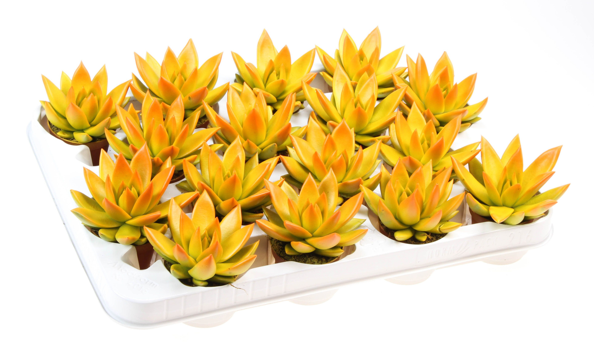 Rainbow bicolor yellow + orange point, D 6 cm