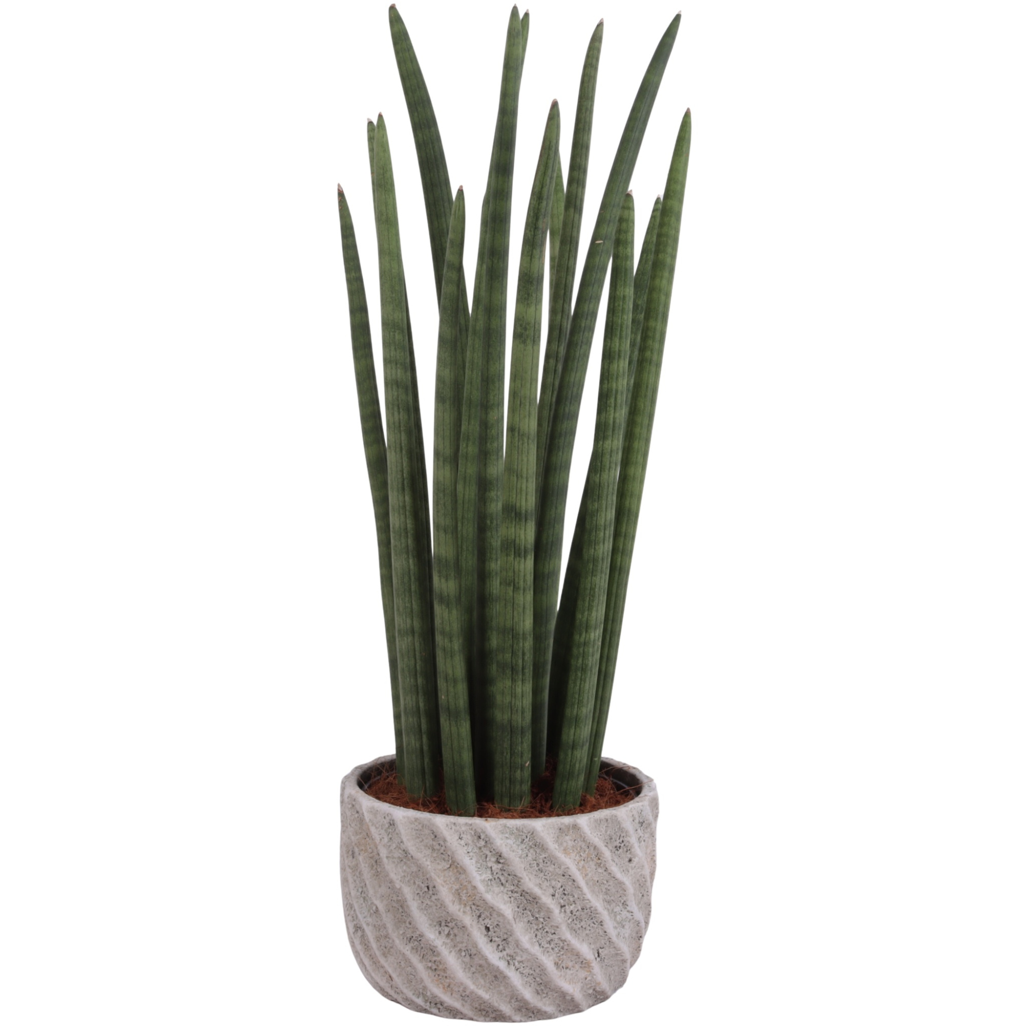 Sansevieria Cylin, Straight 14 Leaf Ø17cm in Ø20cm Ceramic NT668, D 20